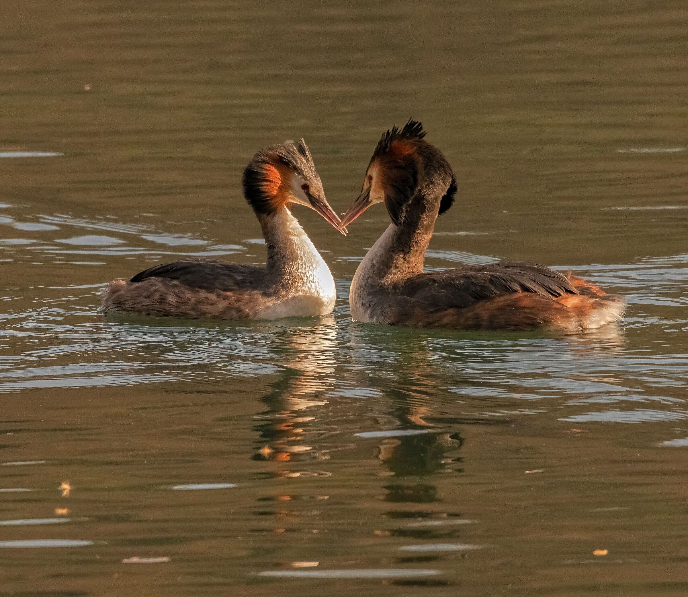 Coppia Svassi Maggiore in amore fiume Adda 25/02/2021