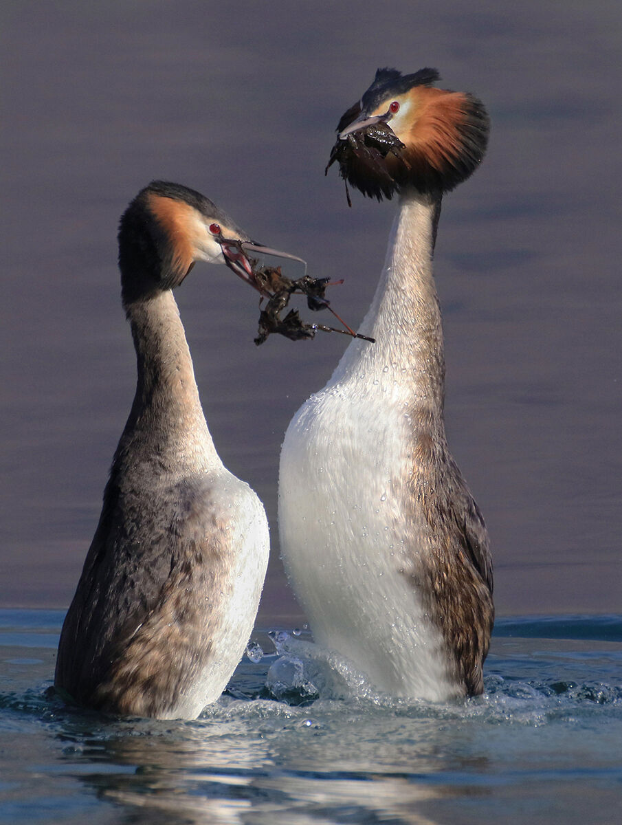 l'ora viola, svassi maggiori in amore