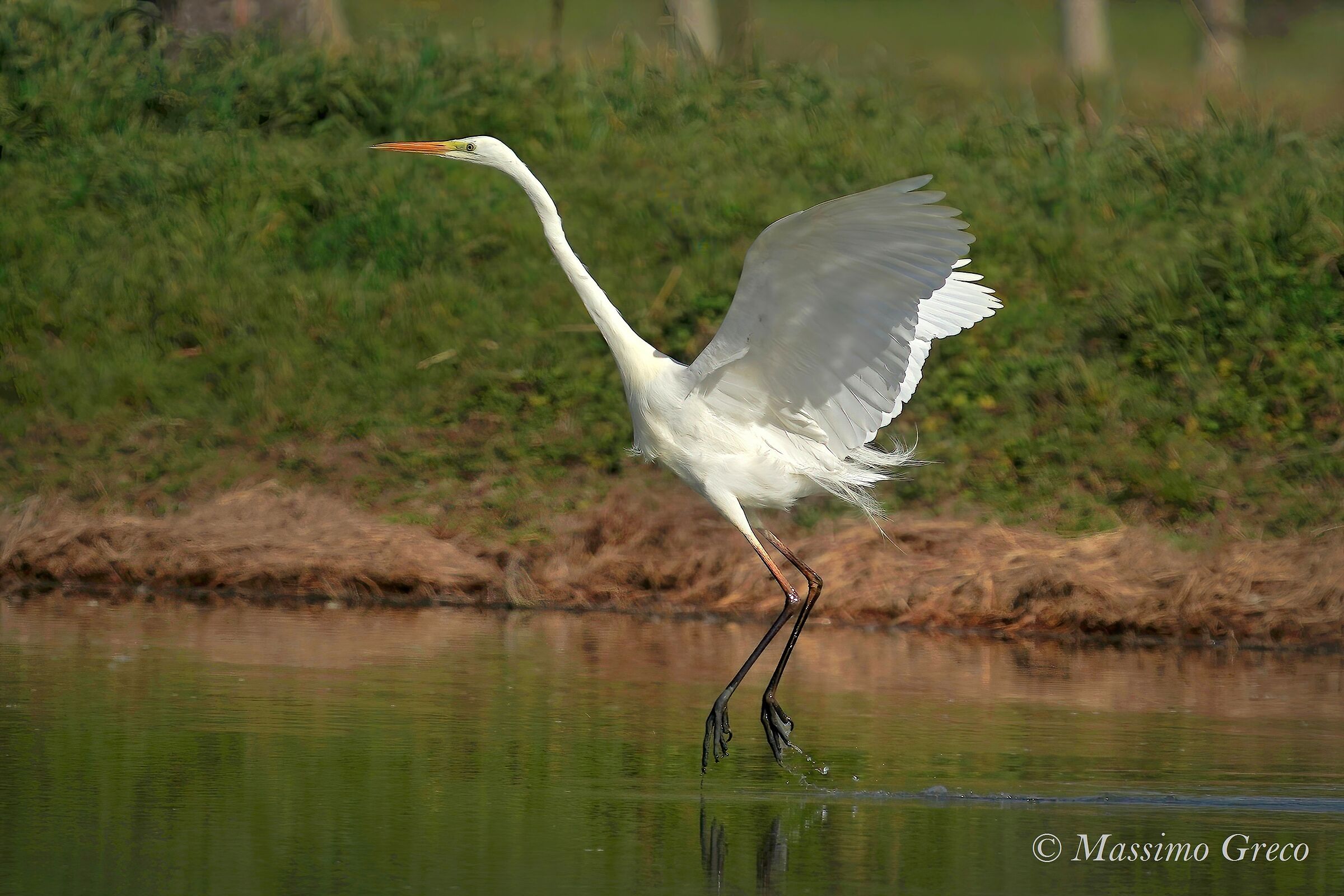 Greater white heron