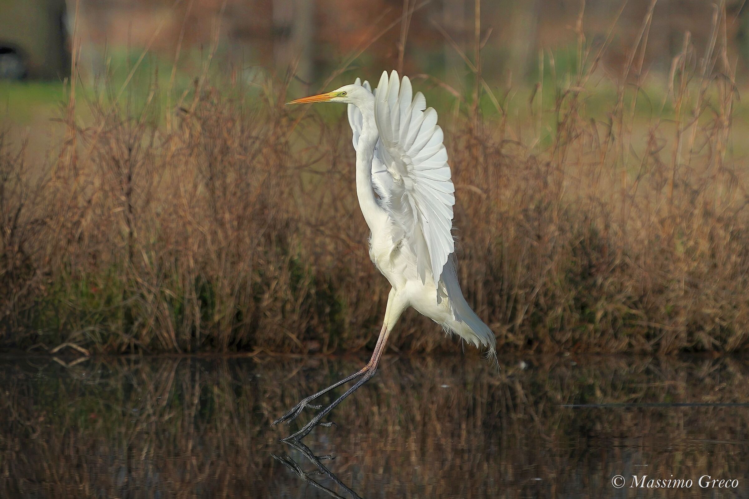 Greater white heron