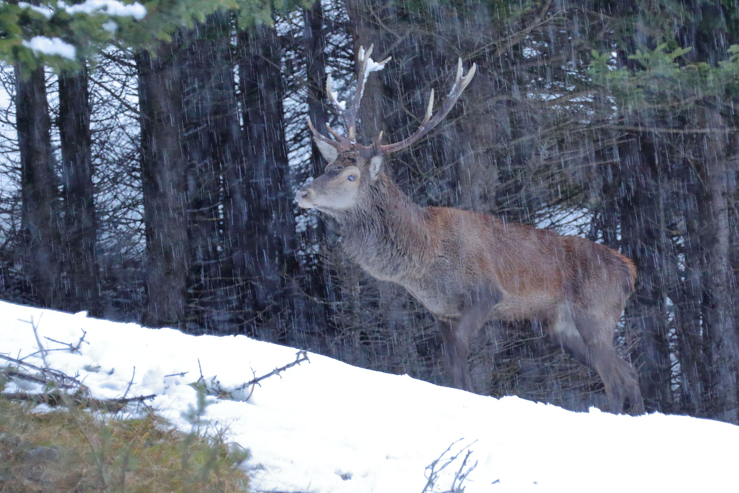 The White-eyed Deer two years later.