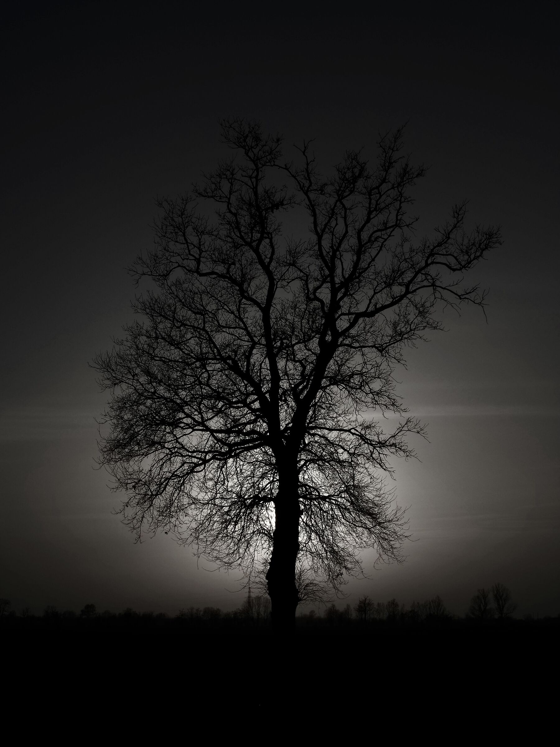 Albero al tramonto