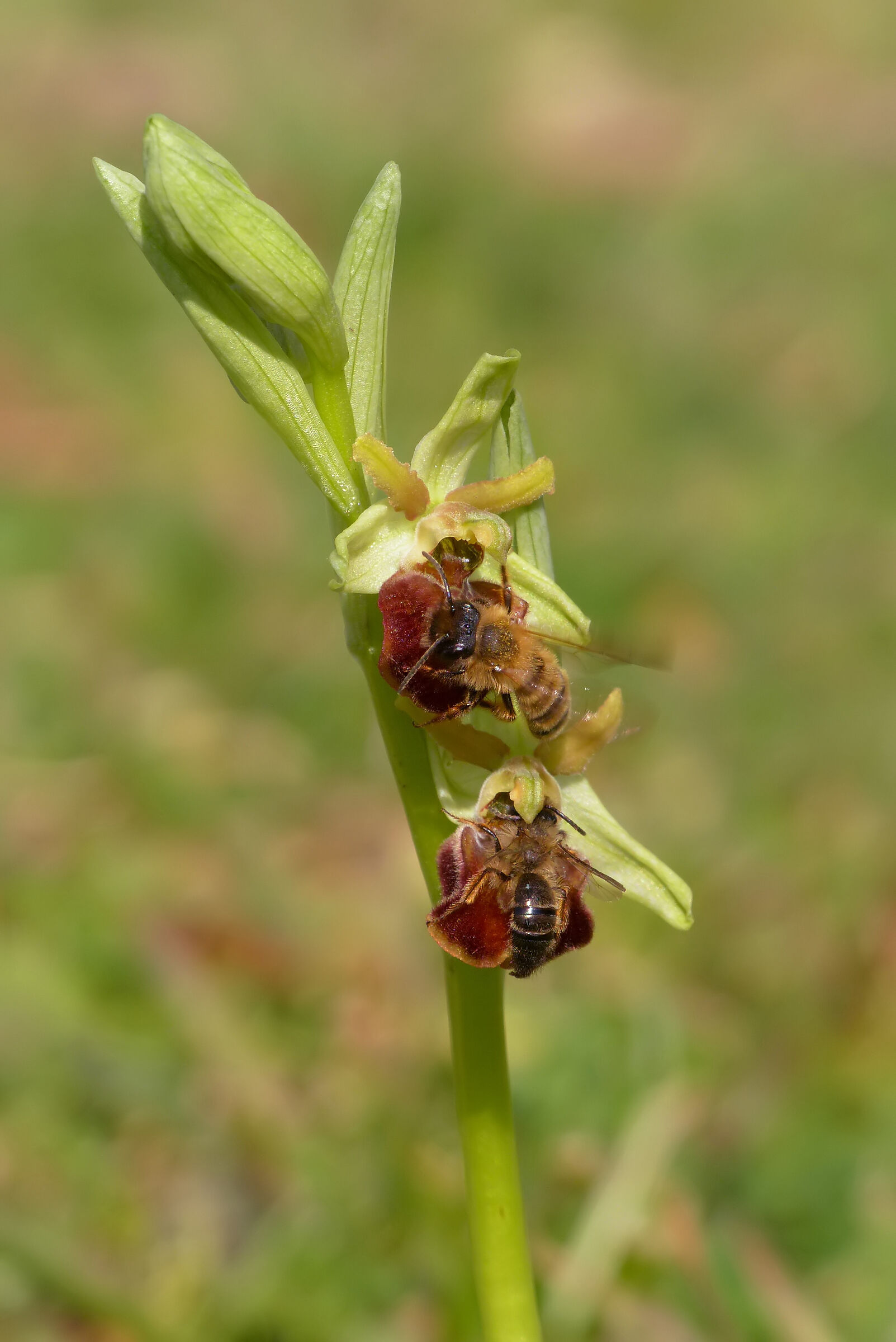 Ophrys sphegodes subsp. Classic