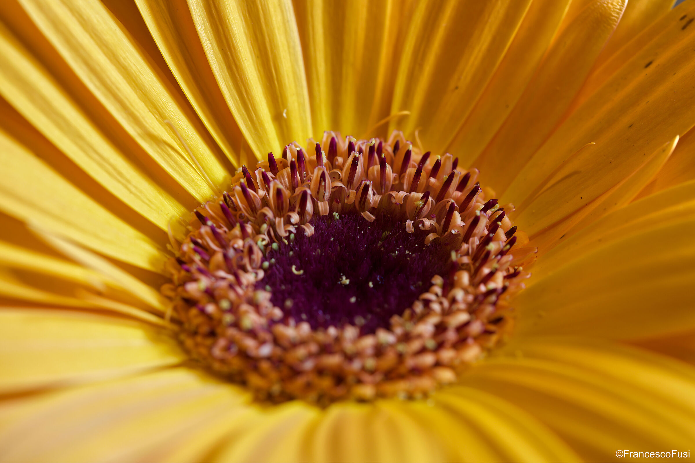 Gerbera, particolare.