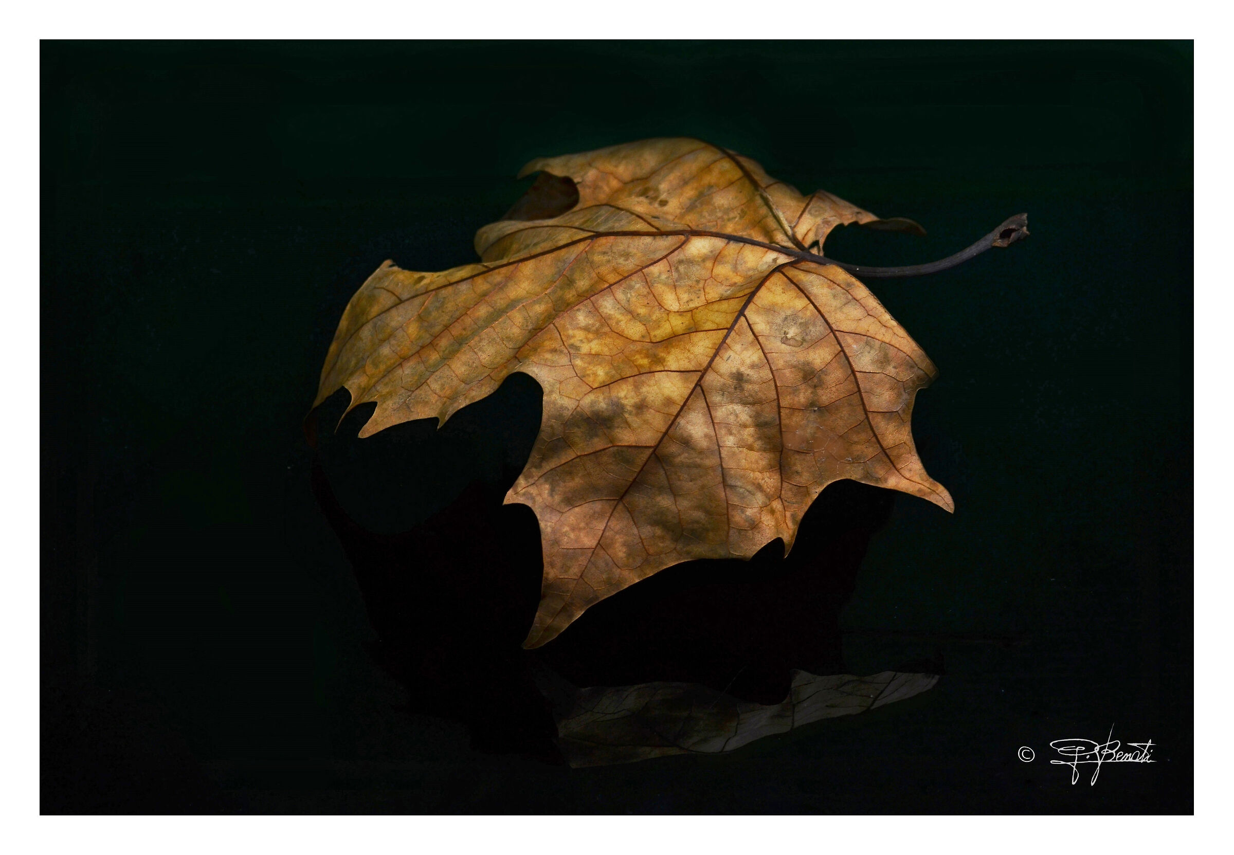 Dead leaf