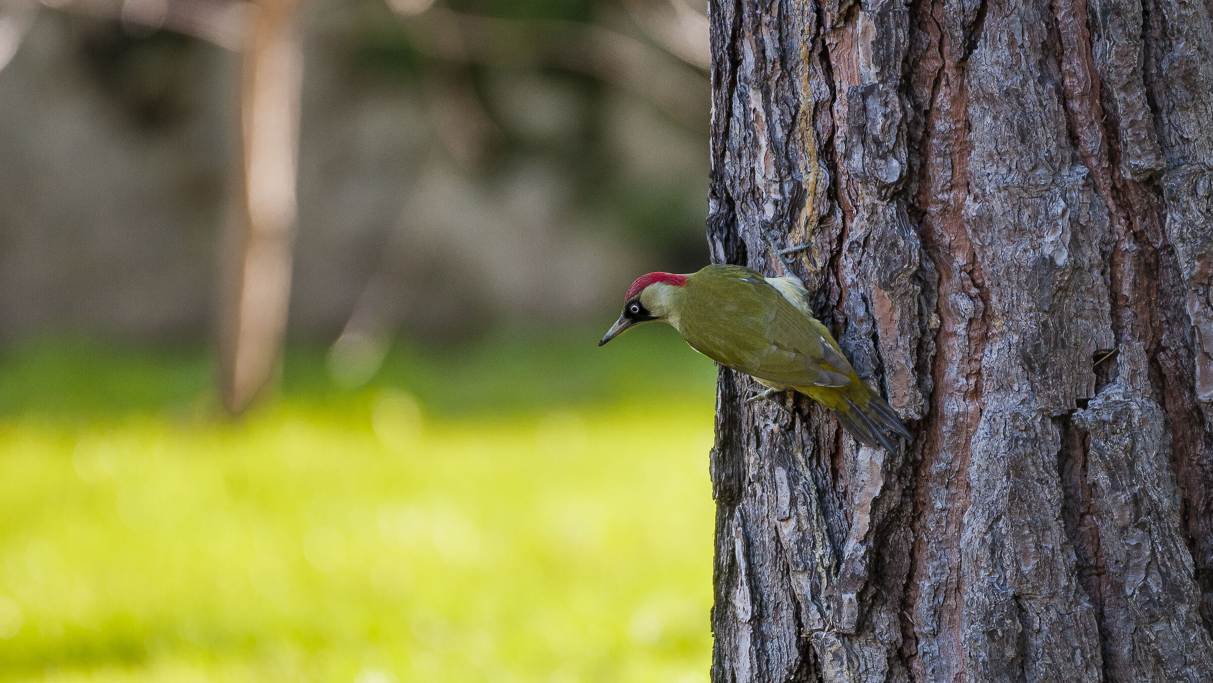 green woodpecker