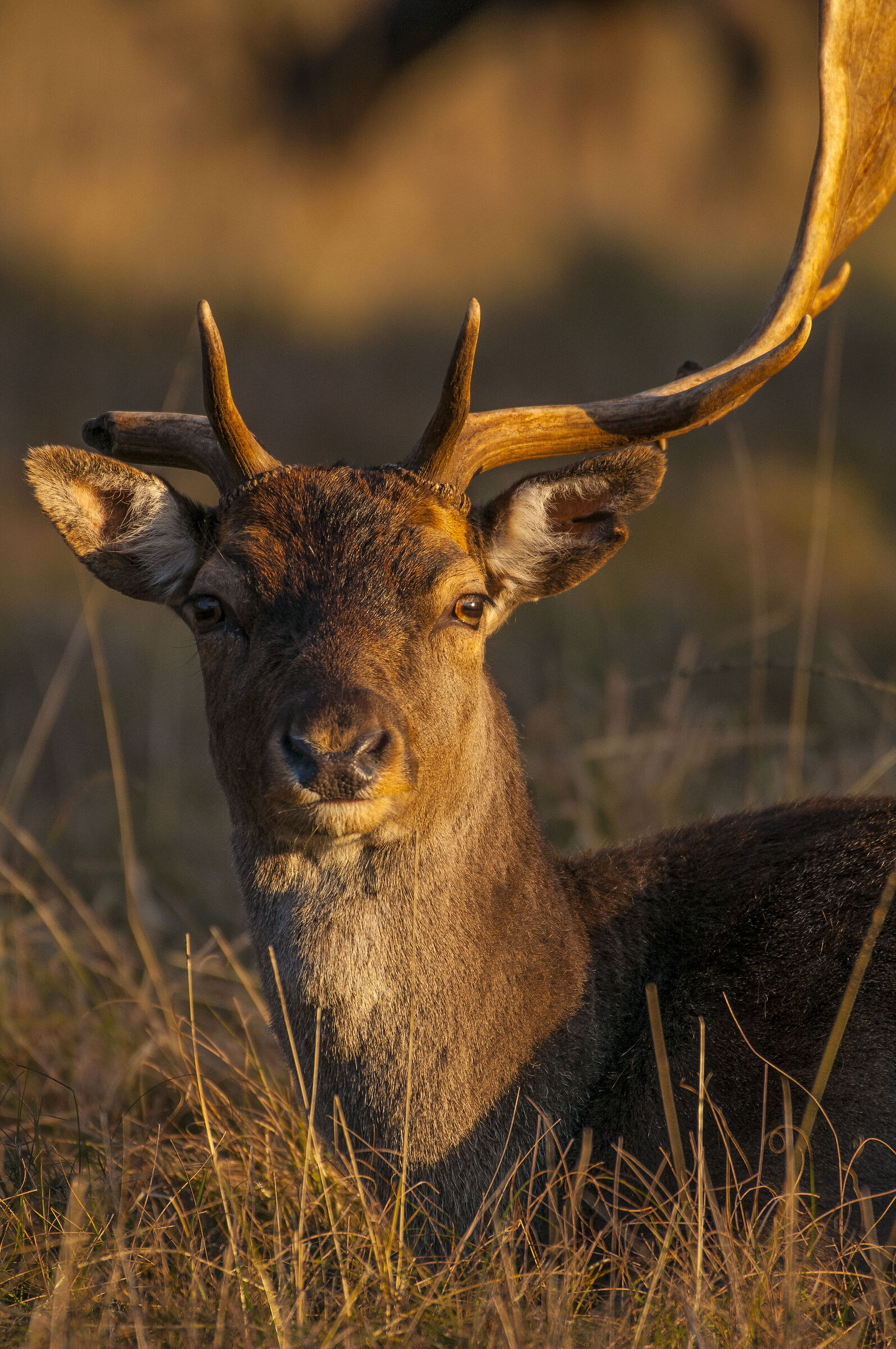 Deer
