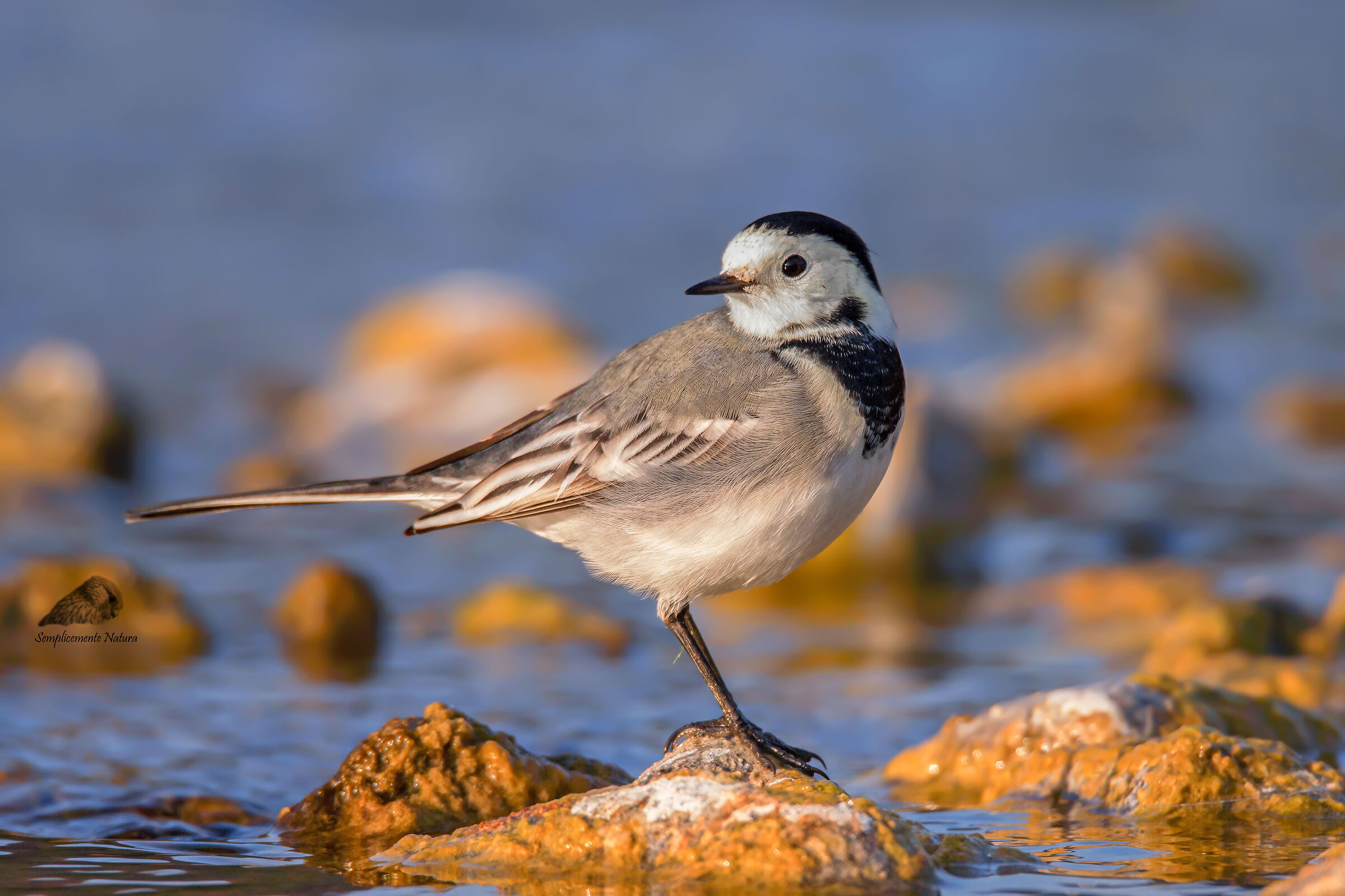 White Ballerina (Motacilla alba)