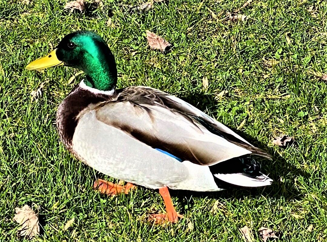 Goose...