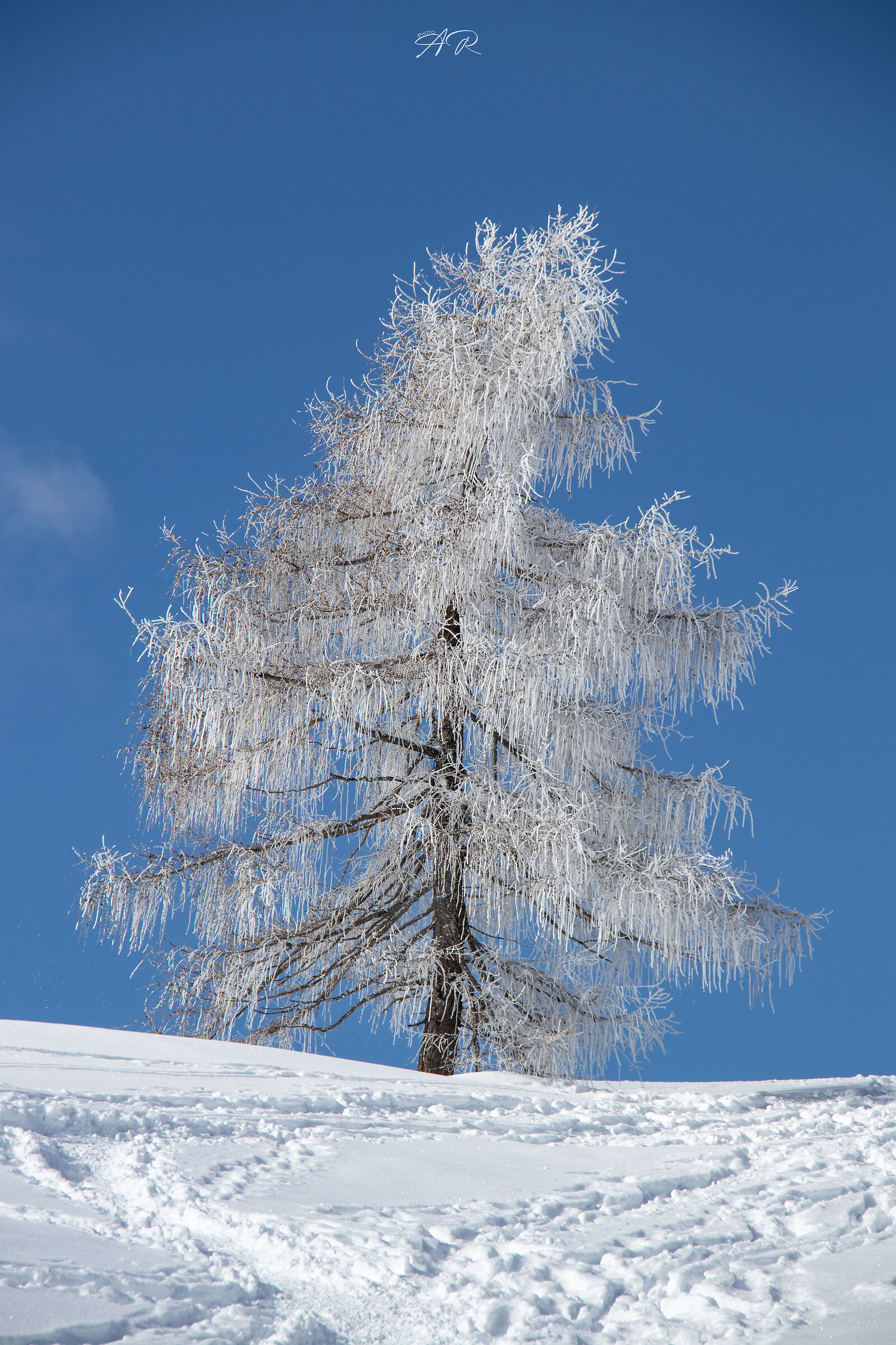 Ice Tree