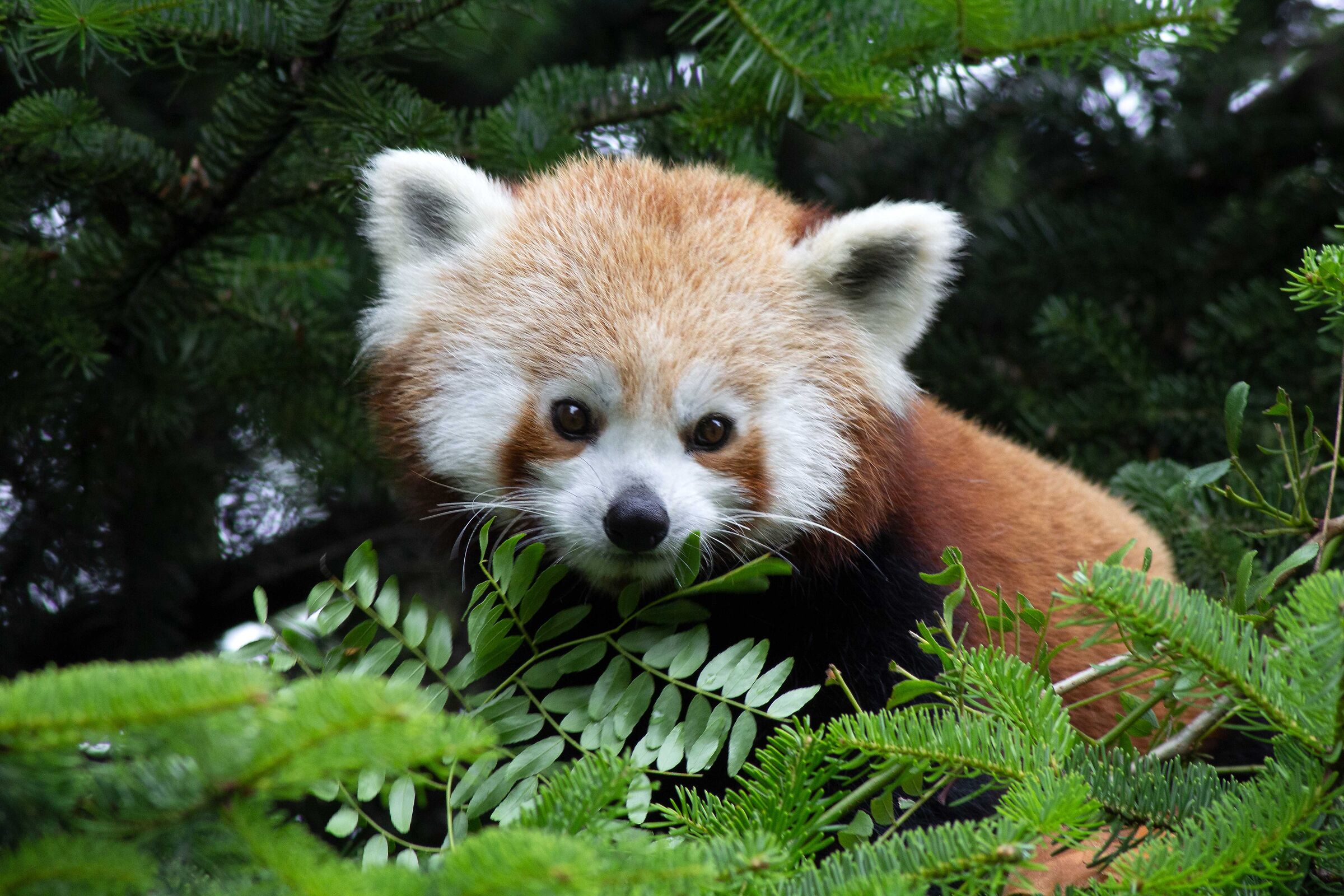 Red Panda