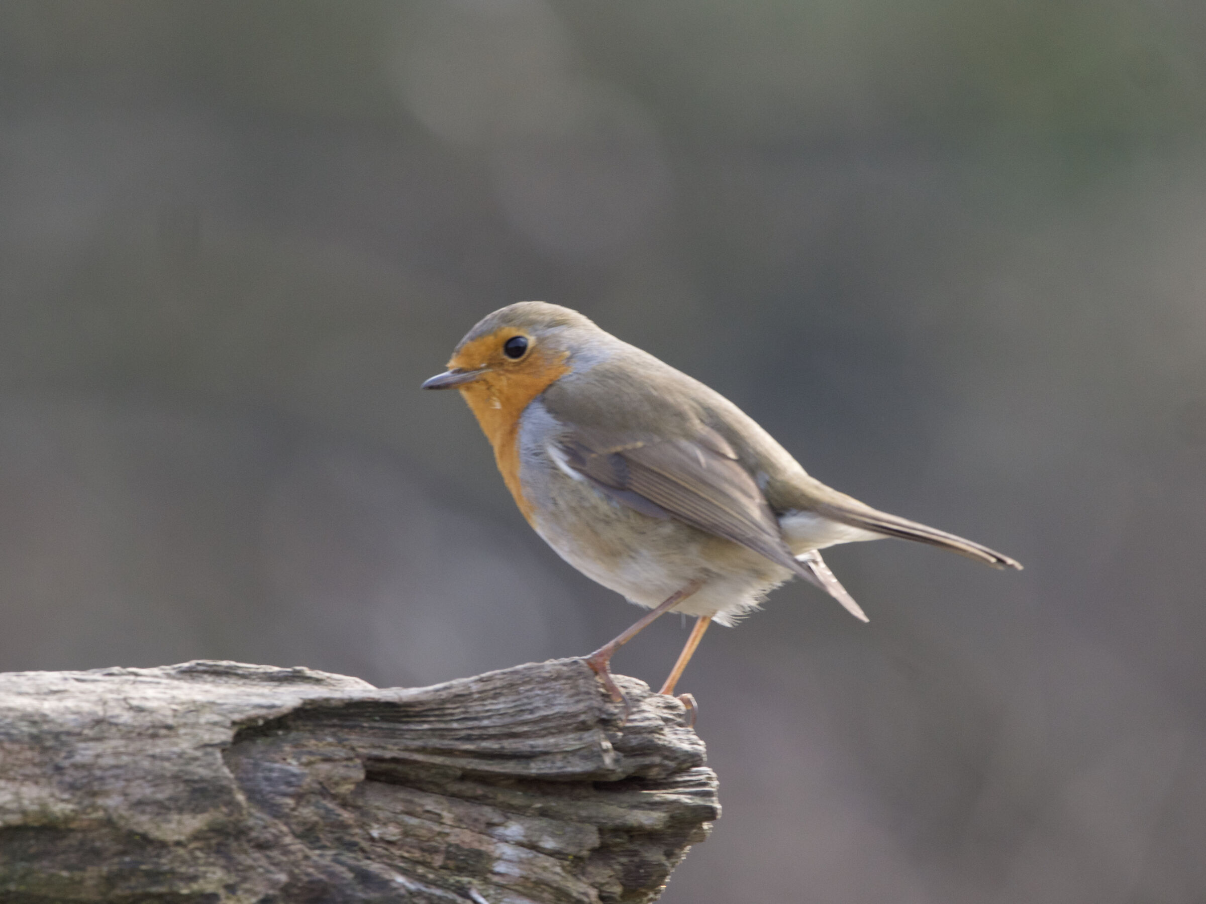 Robin 1