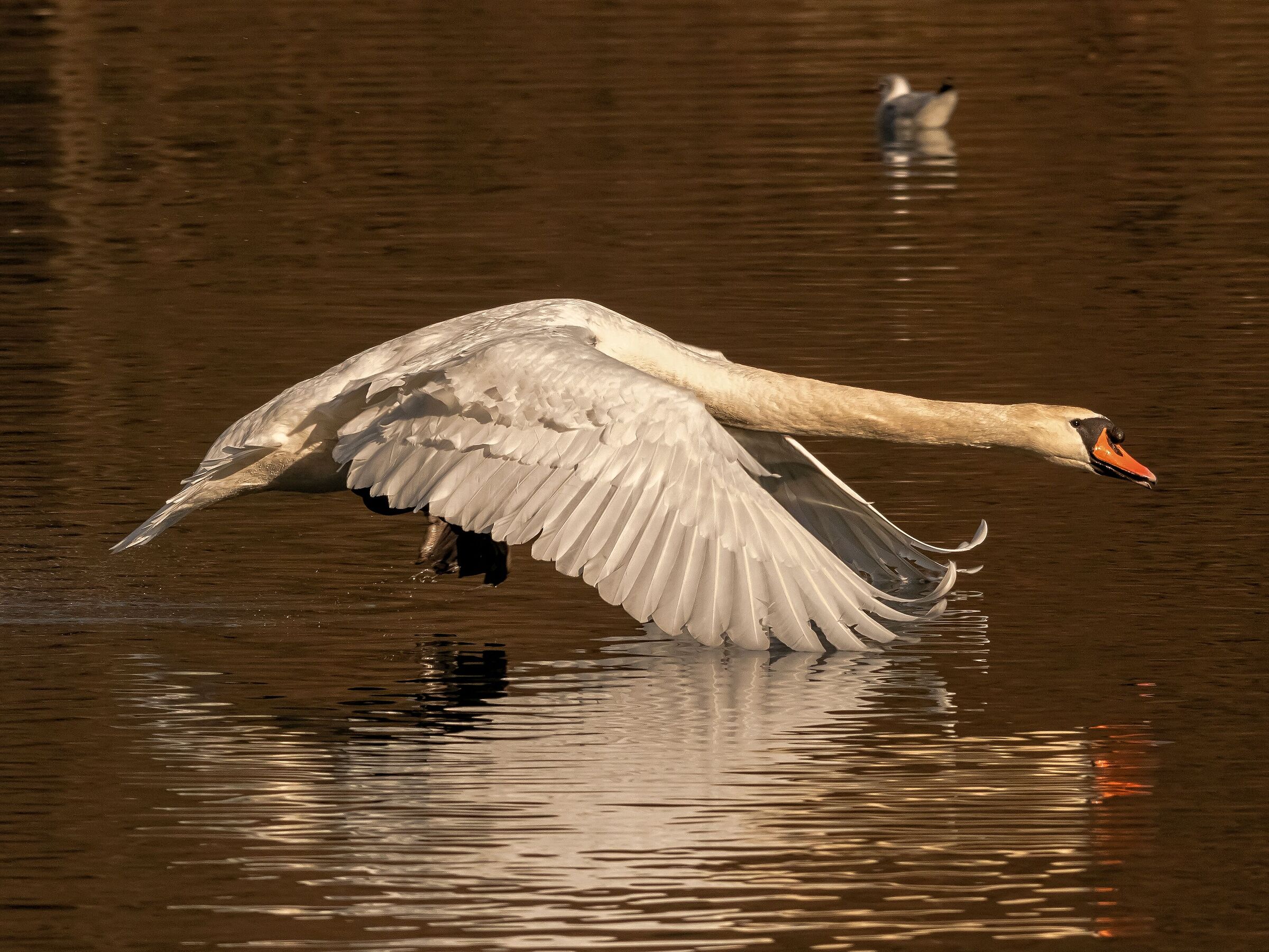 Royal Swan flying over the Adda River 25/02/2021