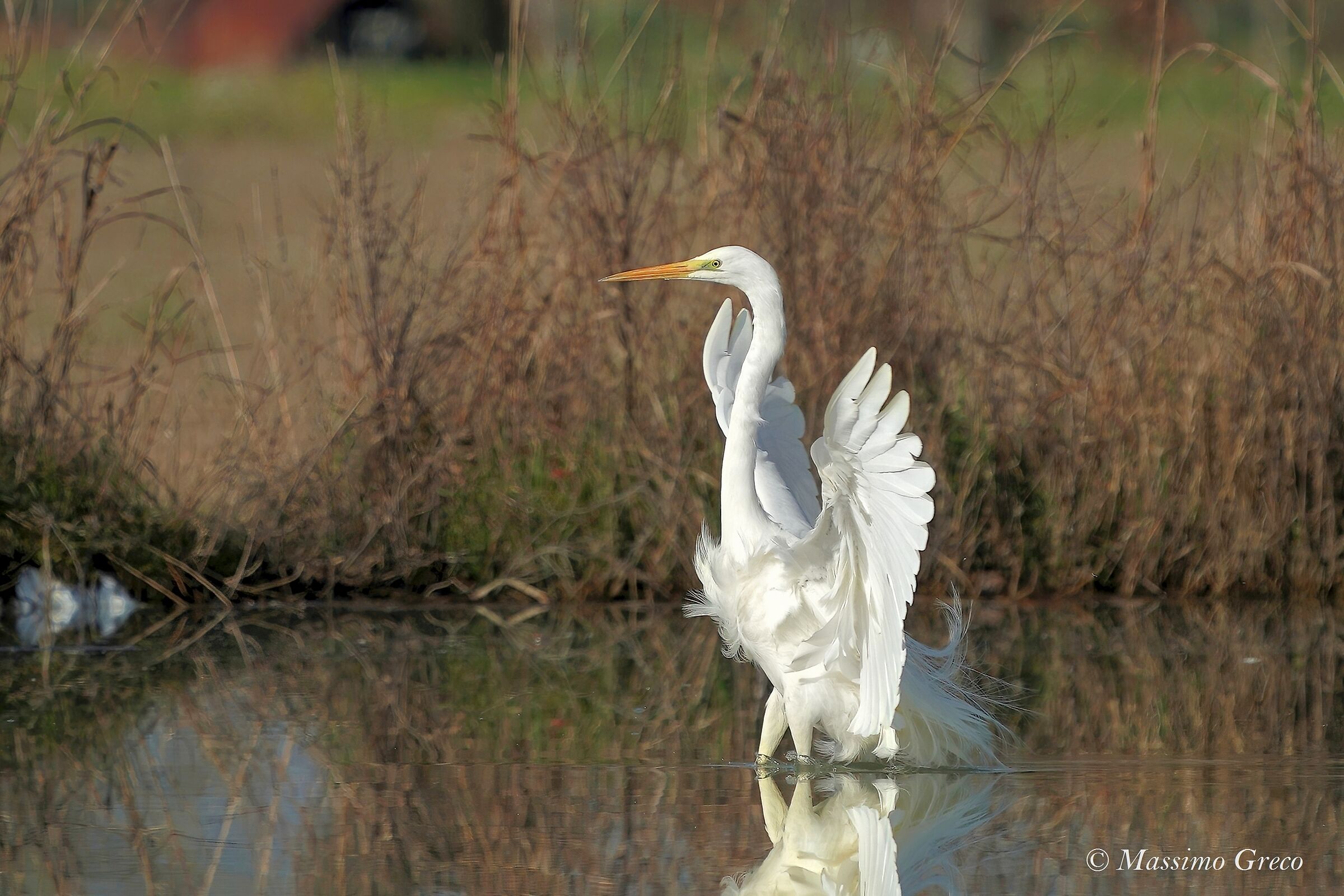 Greater white heron