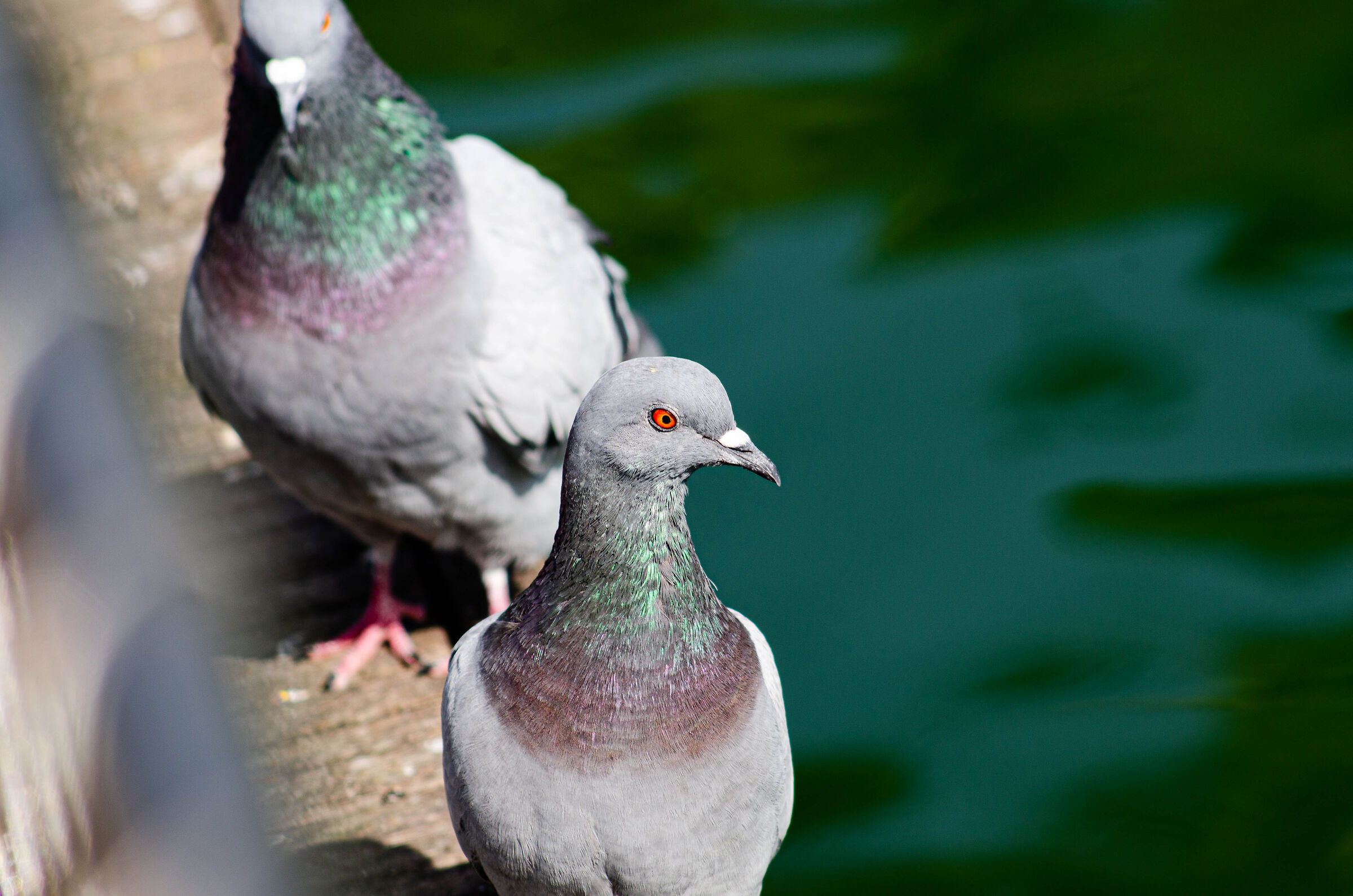 Piccione selvatico ai laghetti dell'Eur
