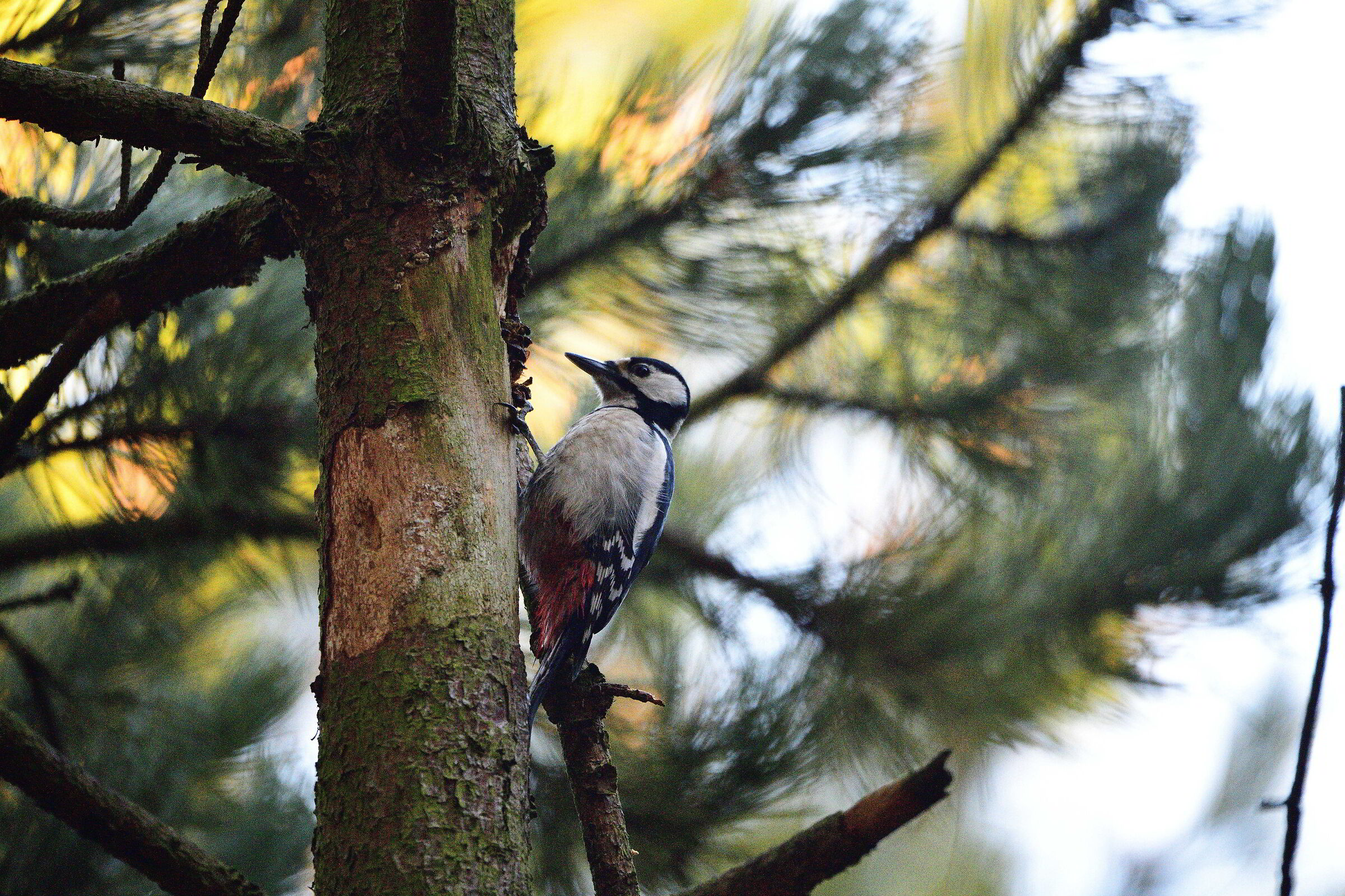 Picchio rosso maggiore