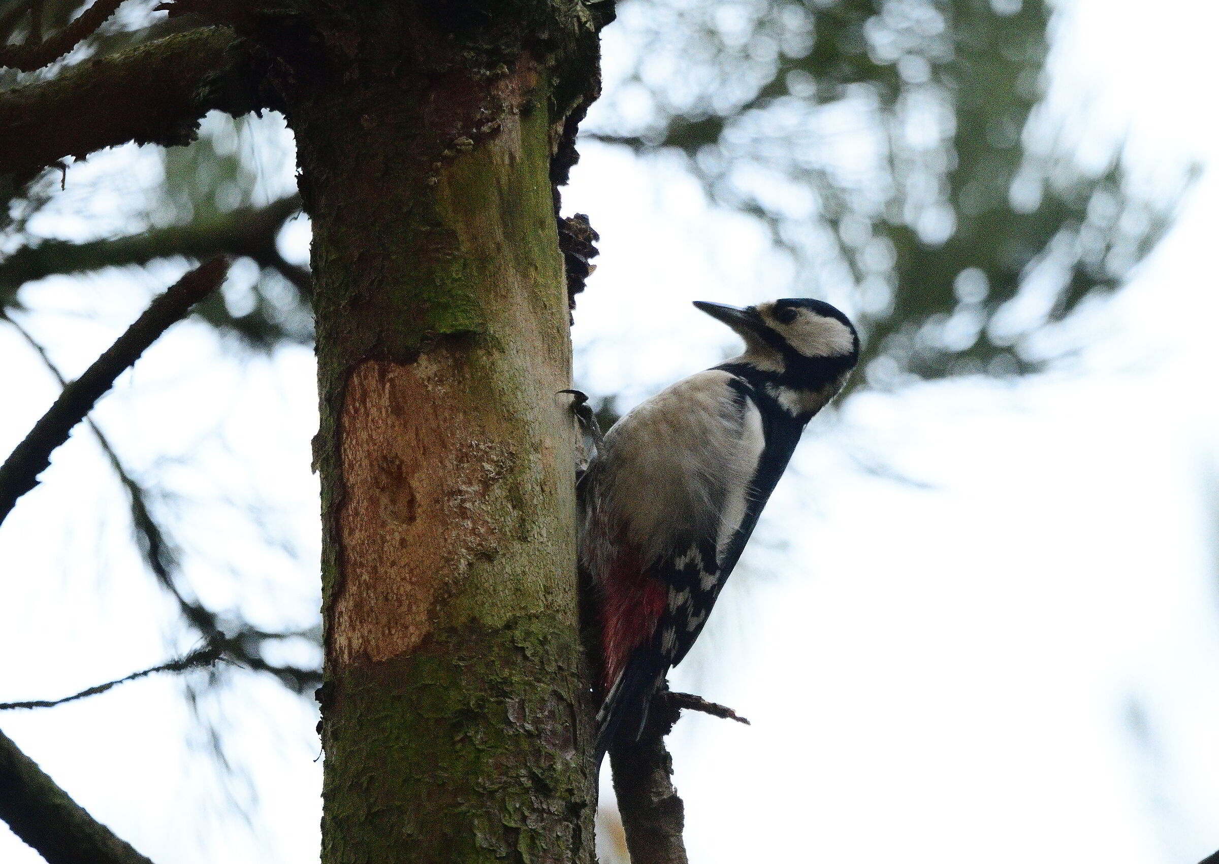Picchio rosso maggiore