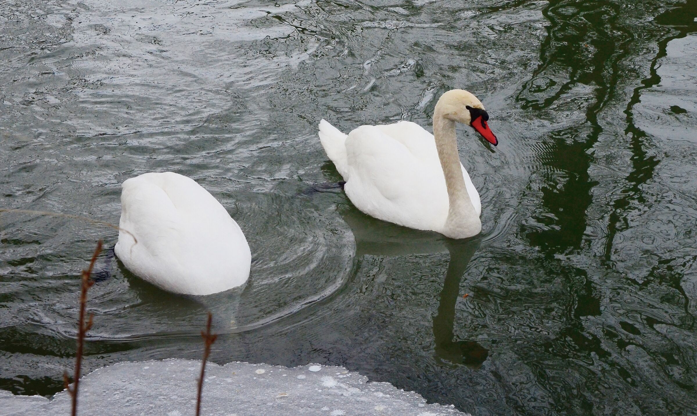 fedeltà cigno in inverno
