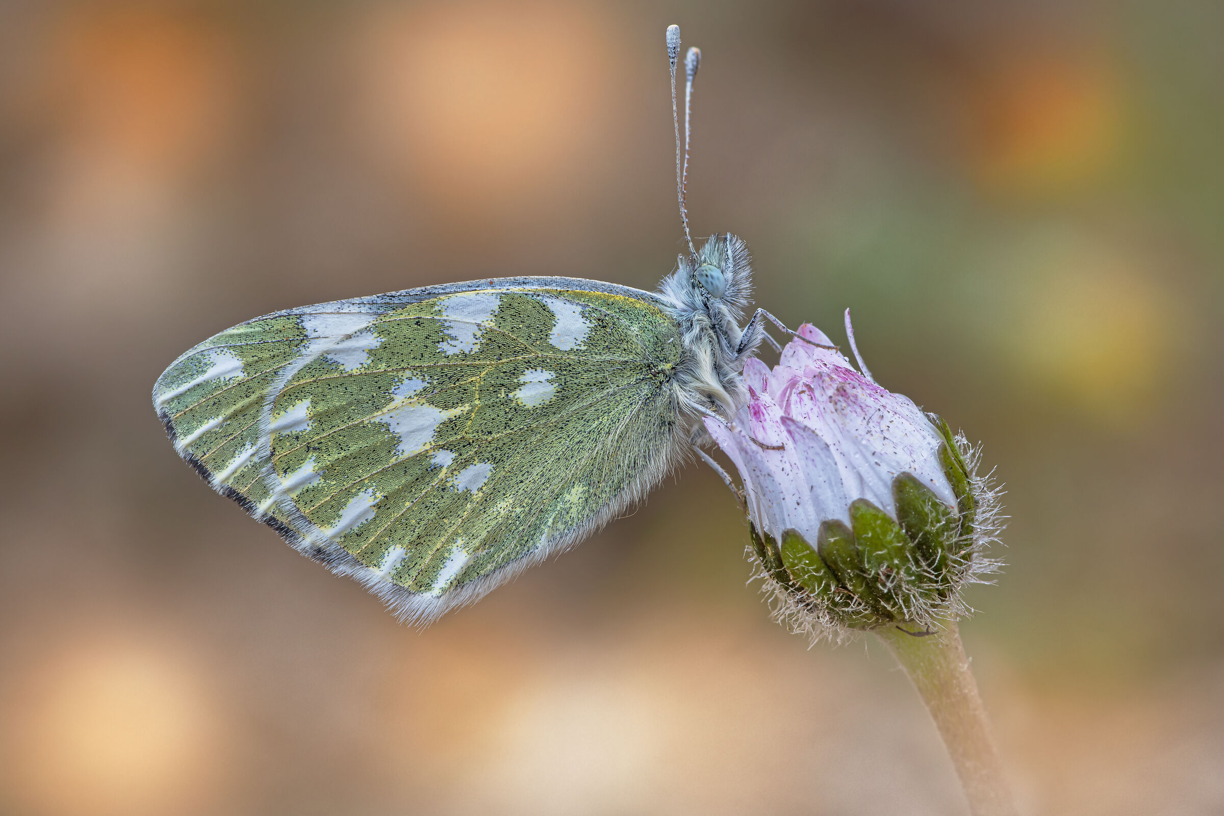Pontia edusa (Fabricius, 1777)