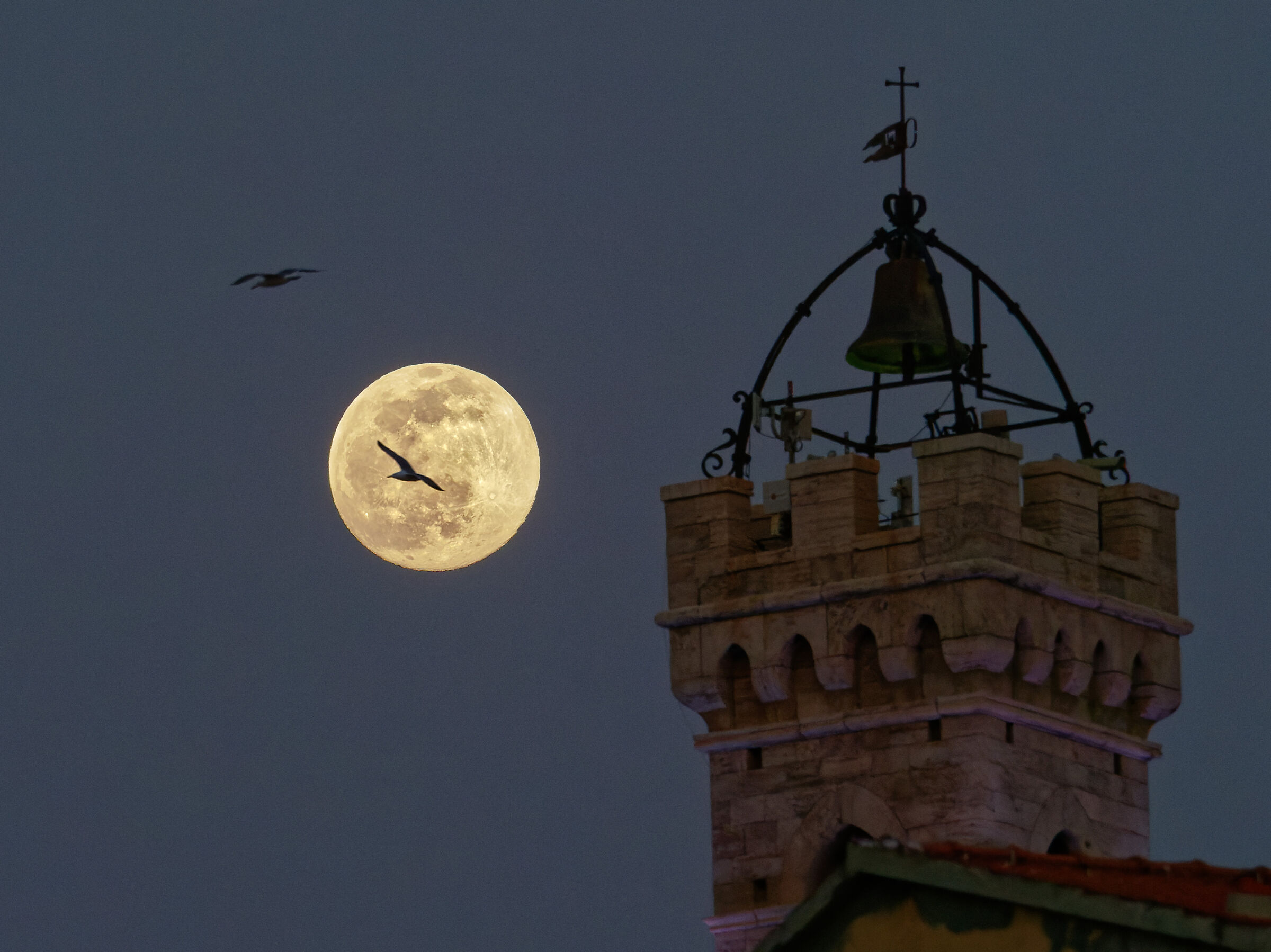 The Seagull and the Moon