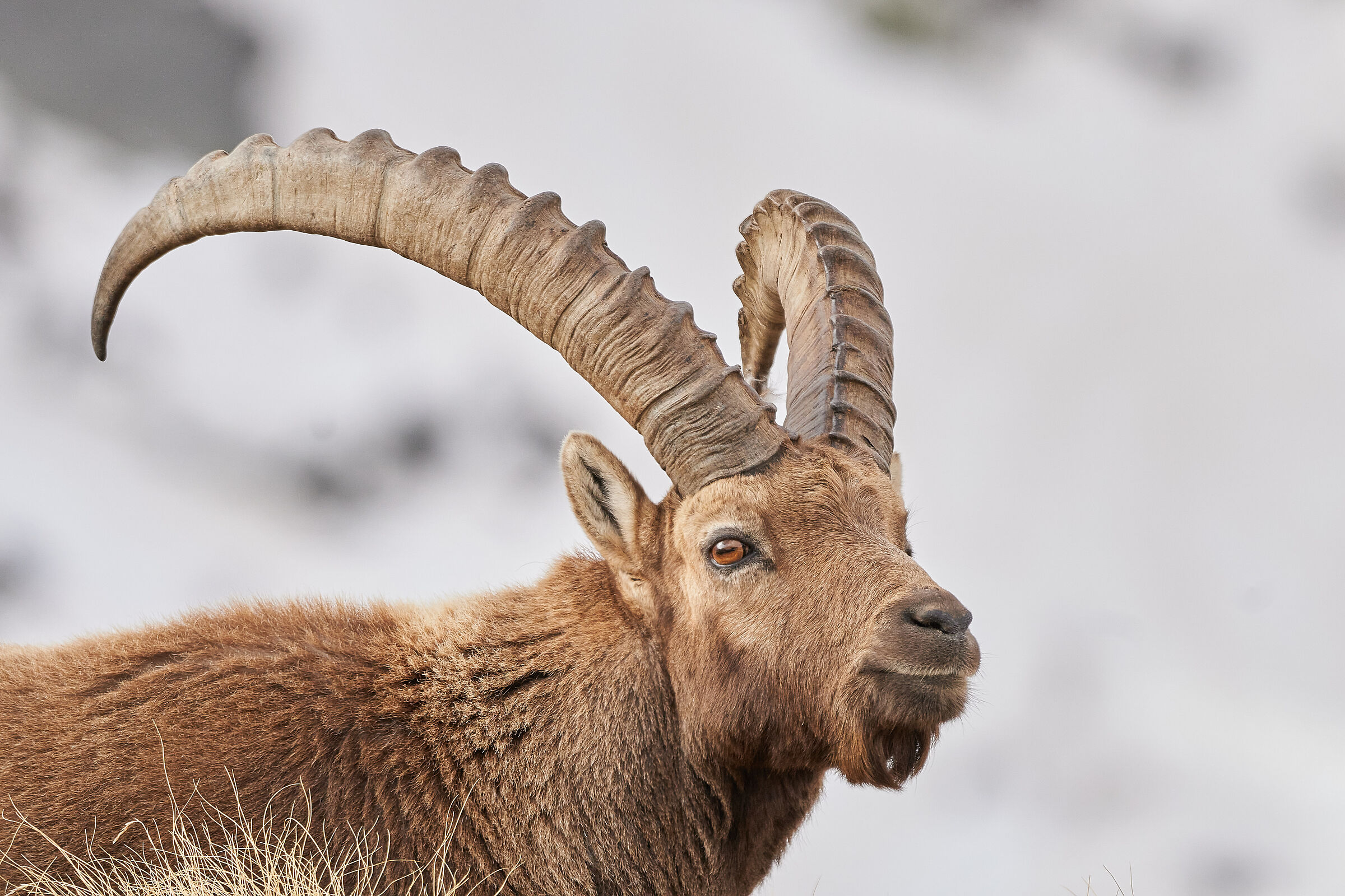 Ibex