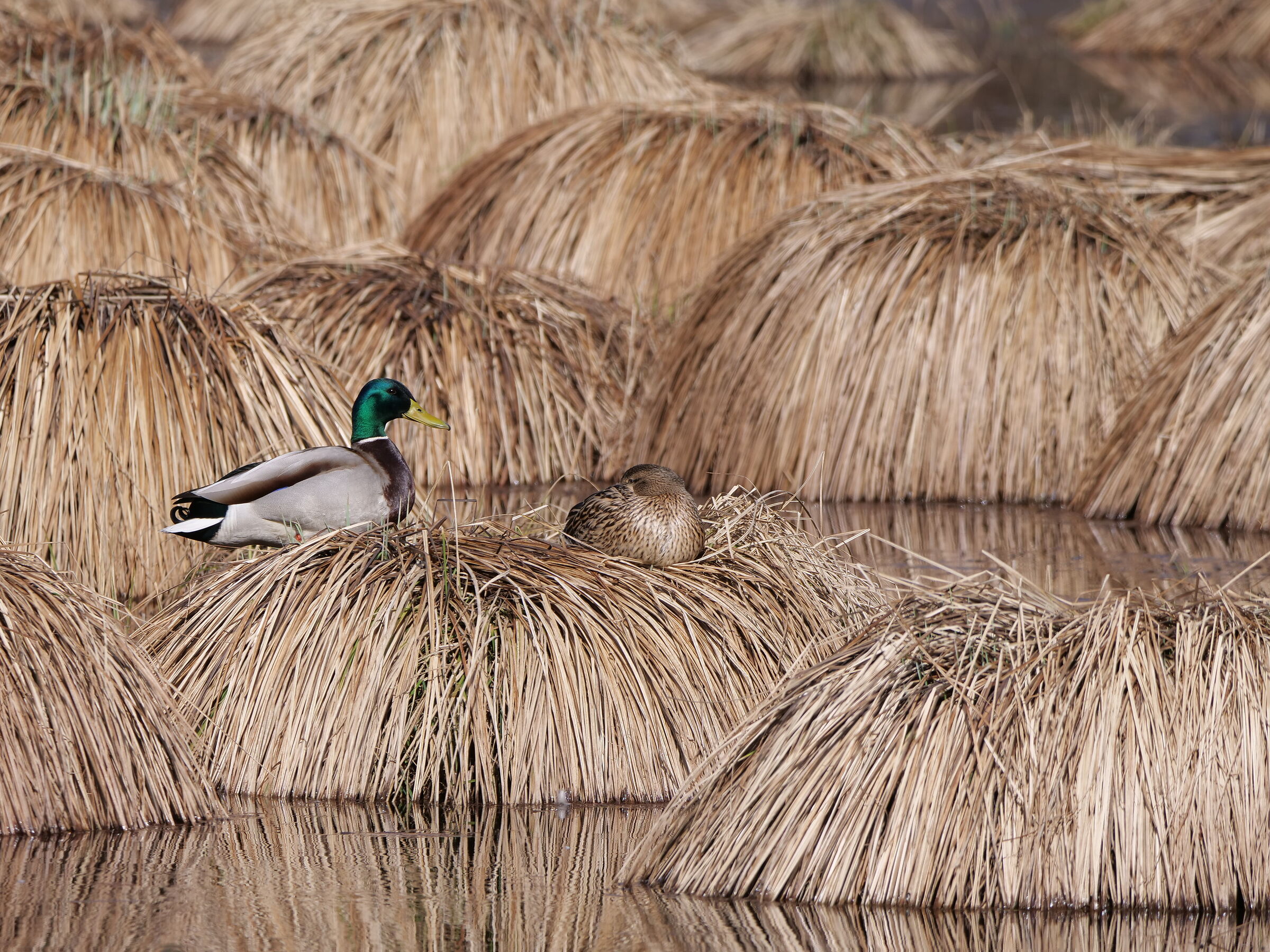 La sentinella, Germano reale (Anas platyrhynchos)