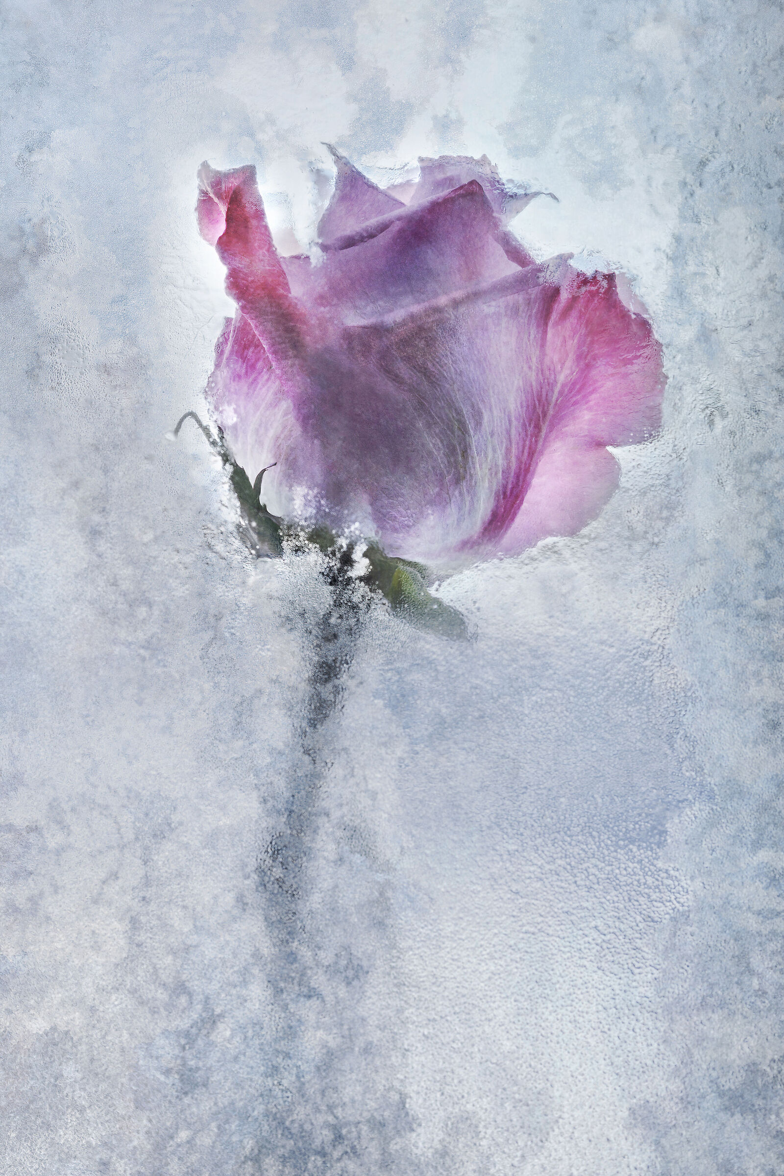 Frozen rose