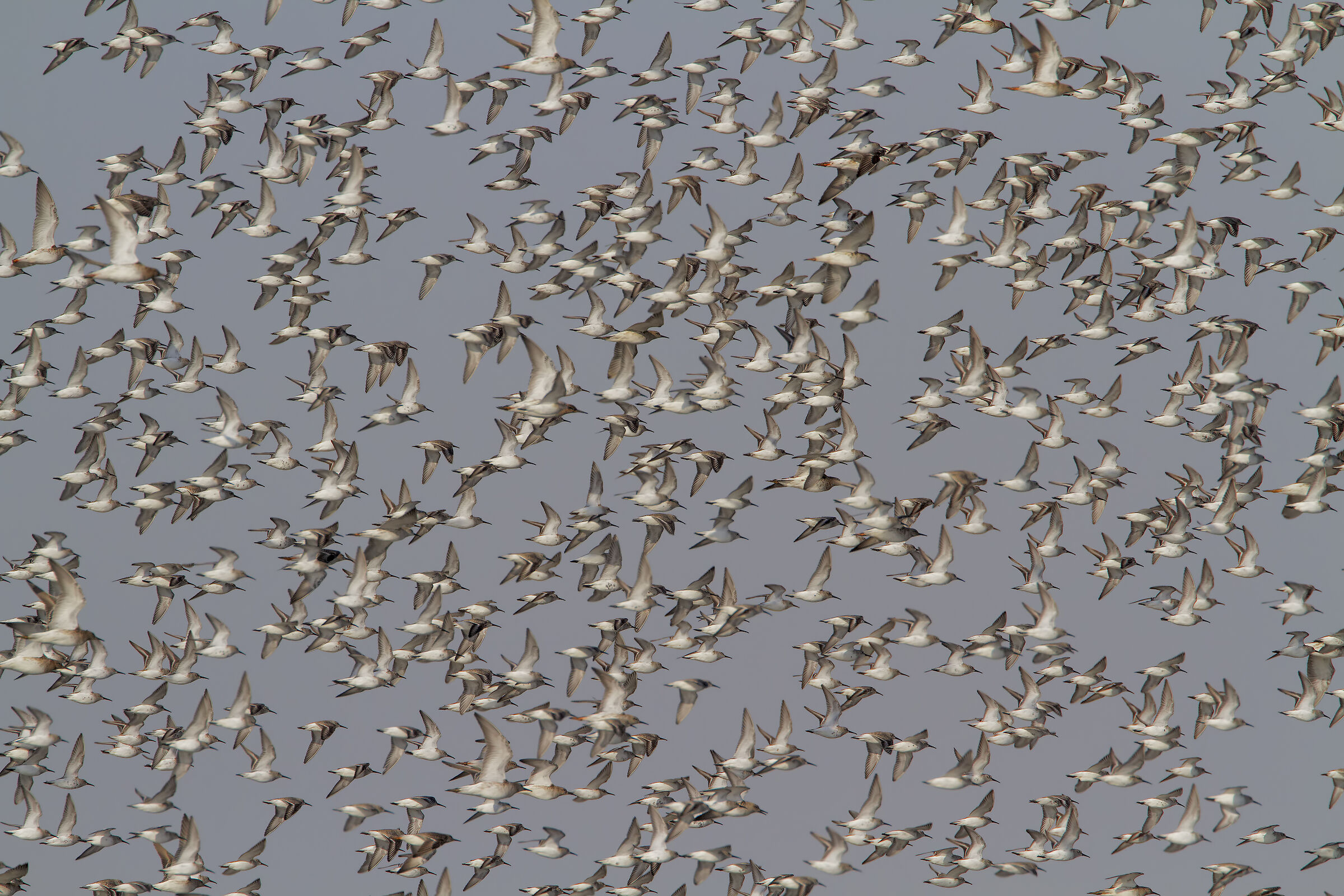 Black-bellied Drizza