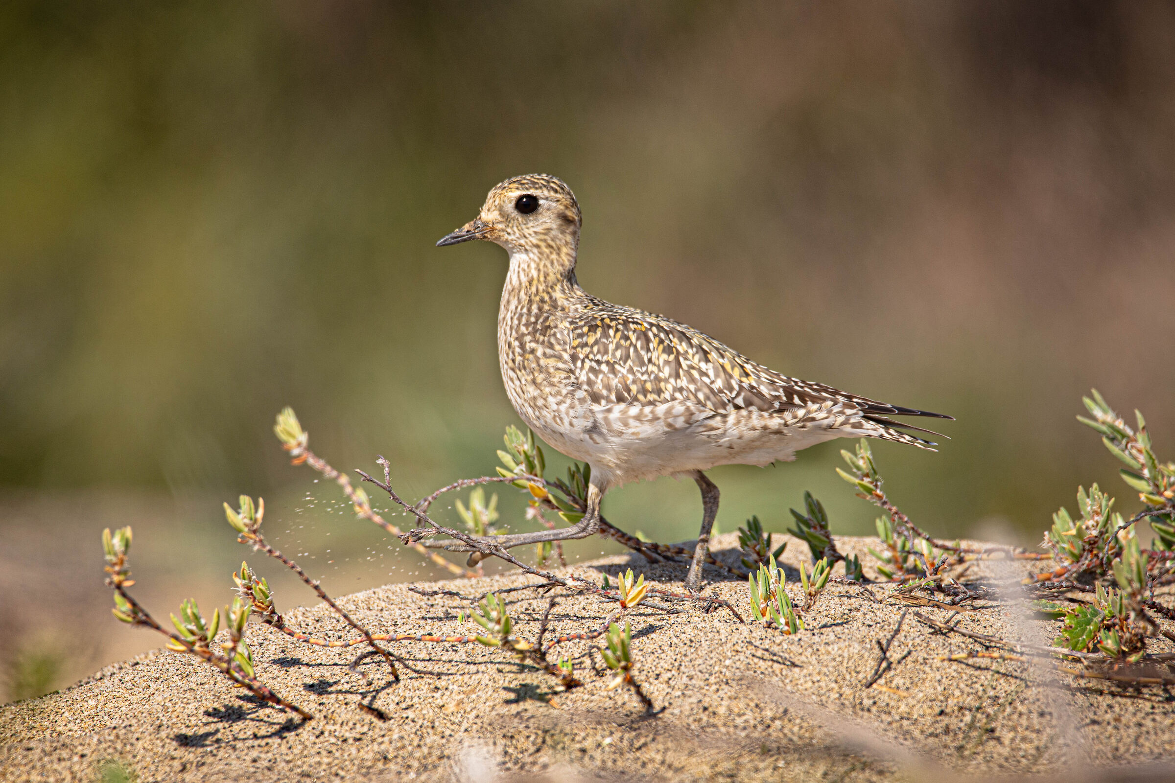 Golden plover