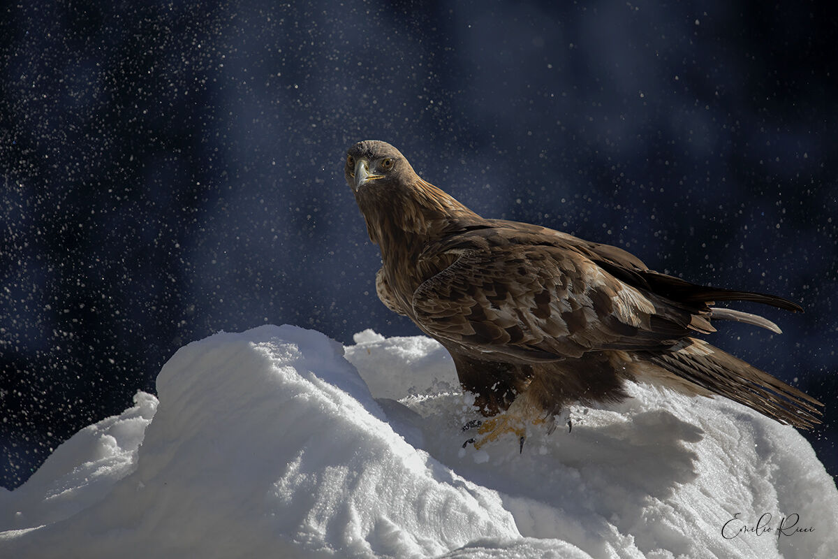 aquila reale -Alpi Italiane-