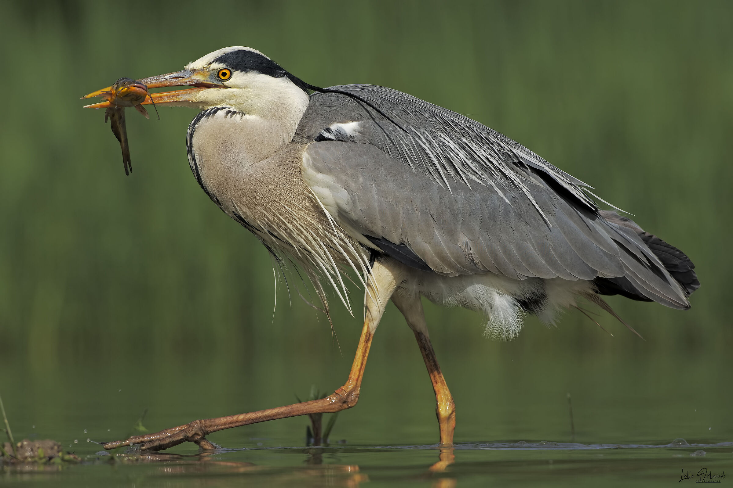 Airone Cenerino Con Preda