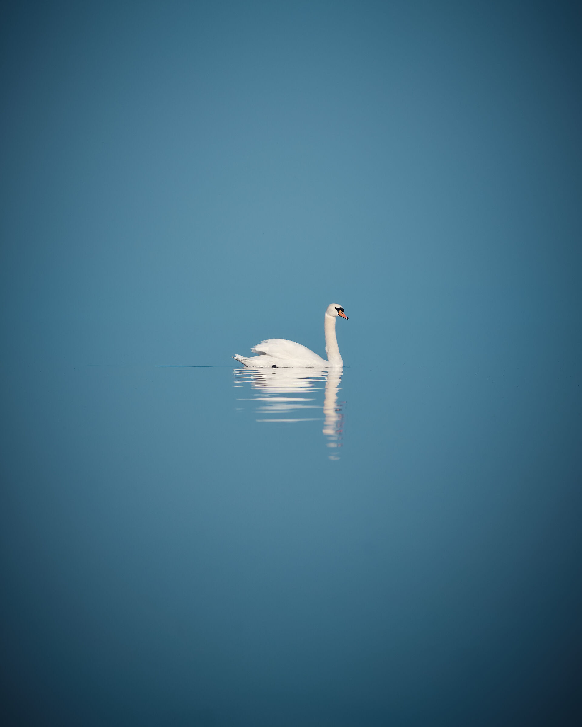 Swan