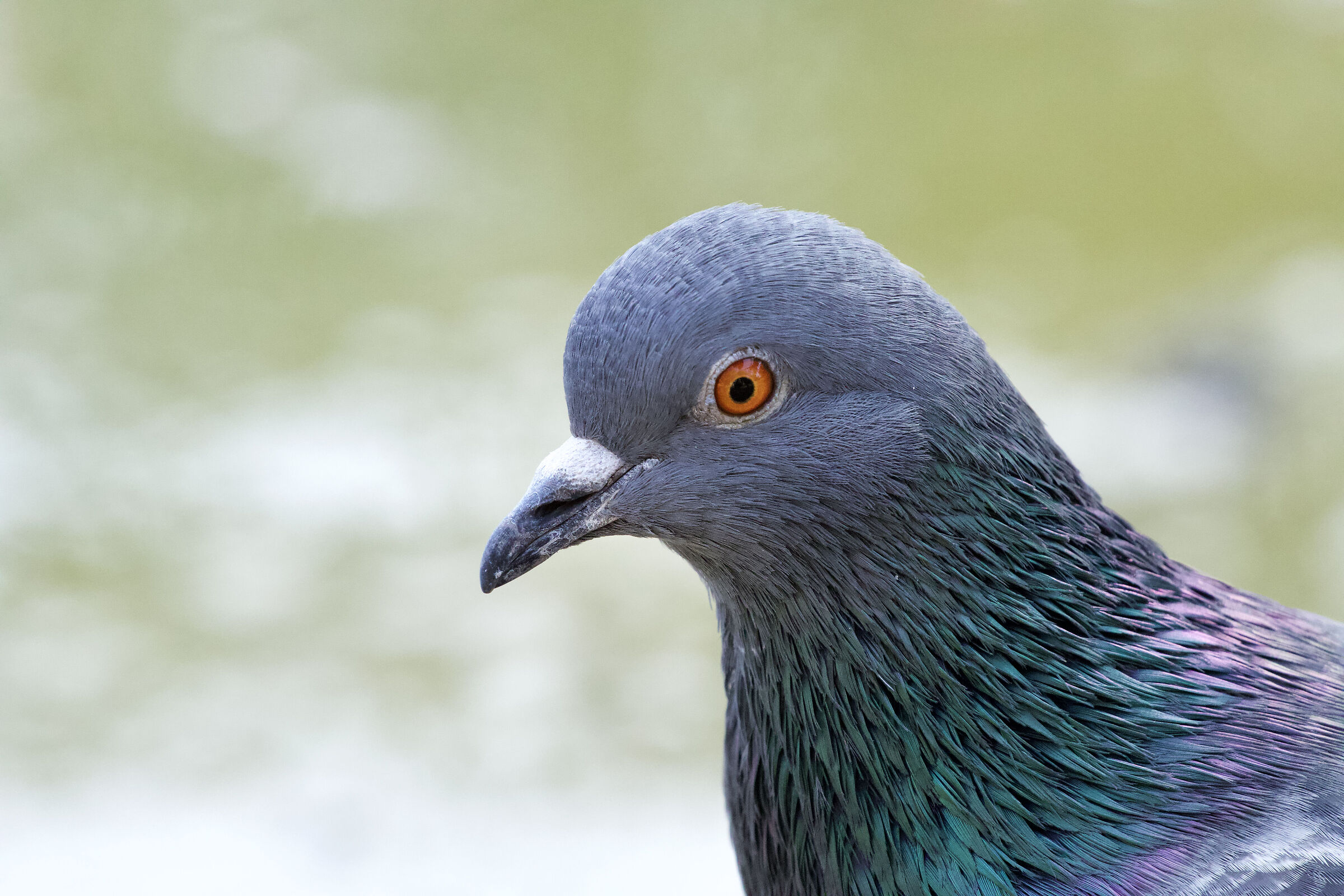 And nothing, I like pigeons