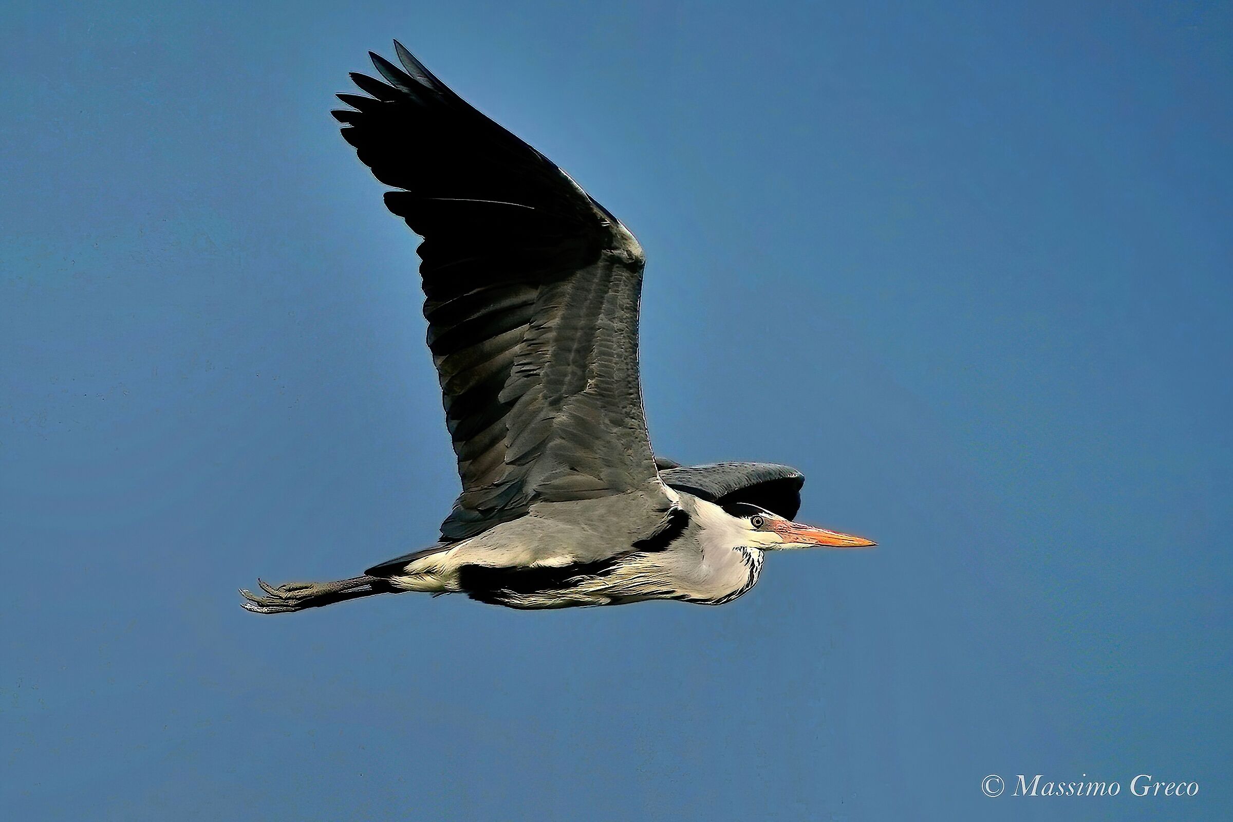 Gray heron