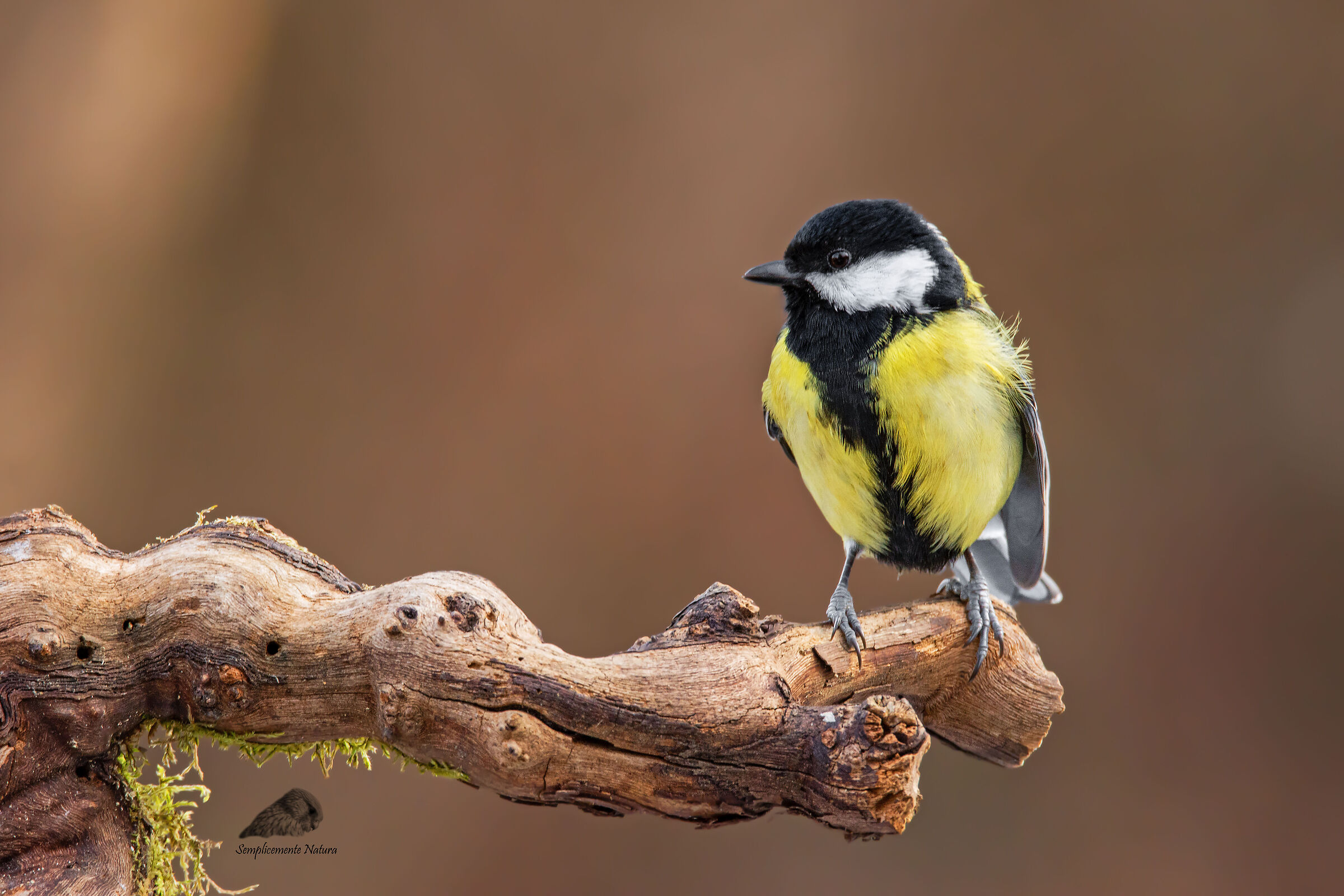Cinciallegra (Parus major)