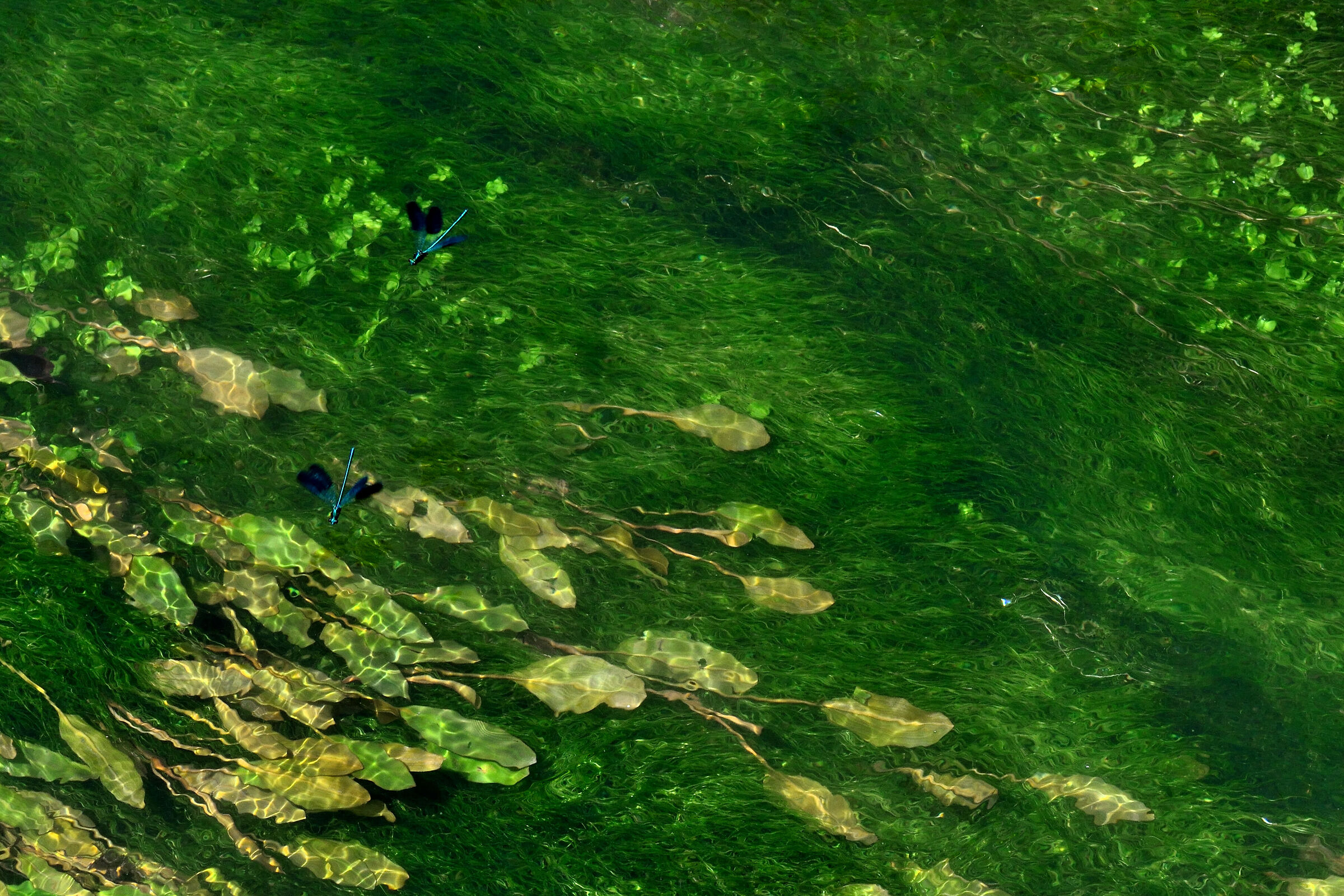 Le libellule ... di Monet!