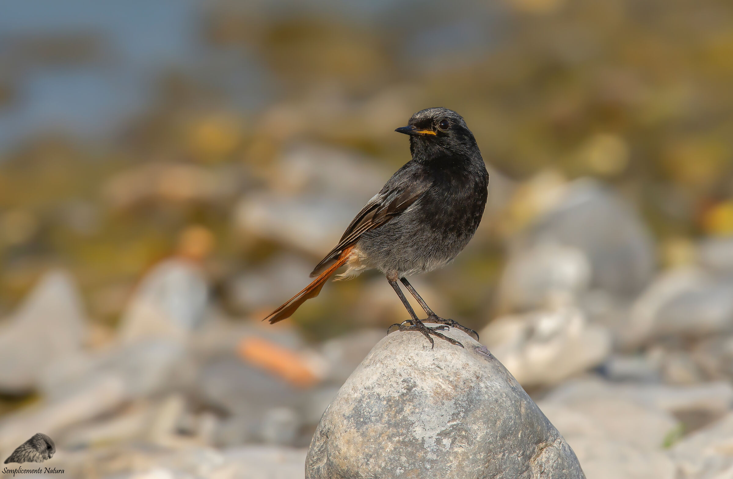 Codirosso Spazzacamino (Phoenicurus ochruros)