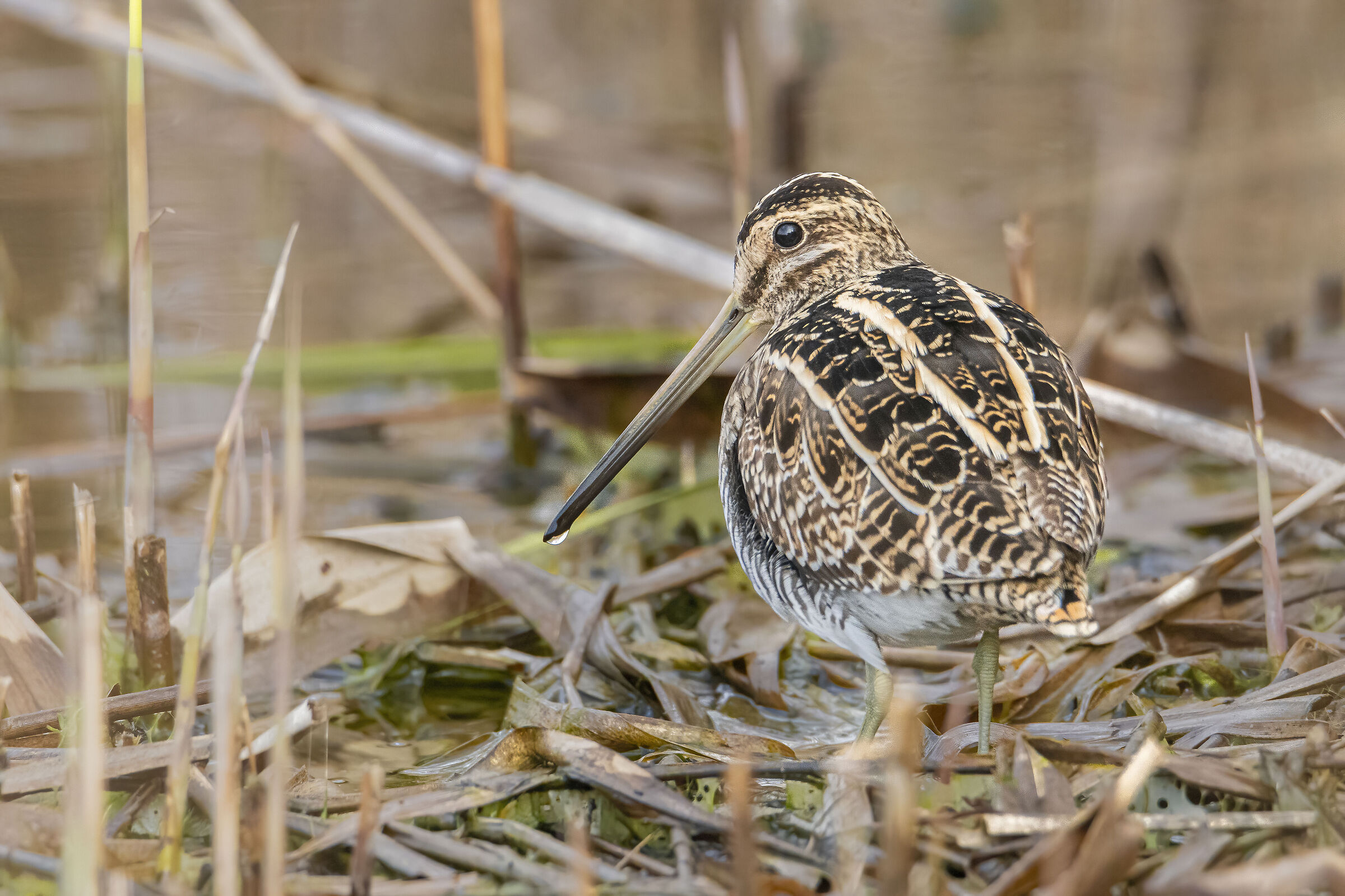 Snipe