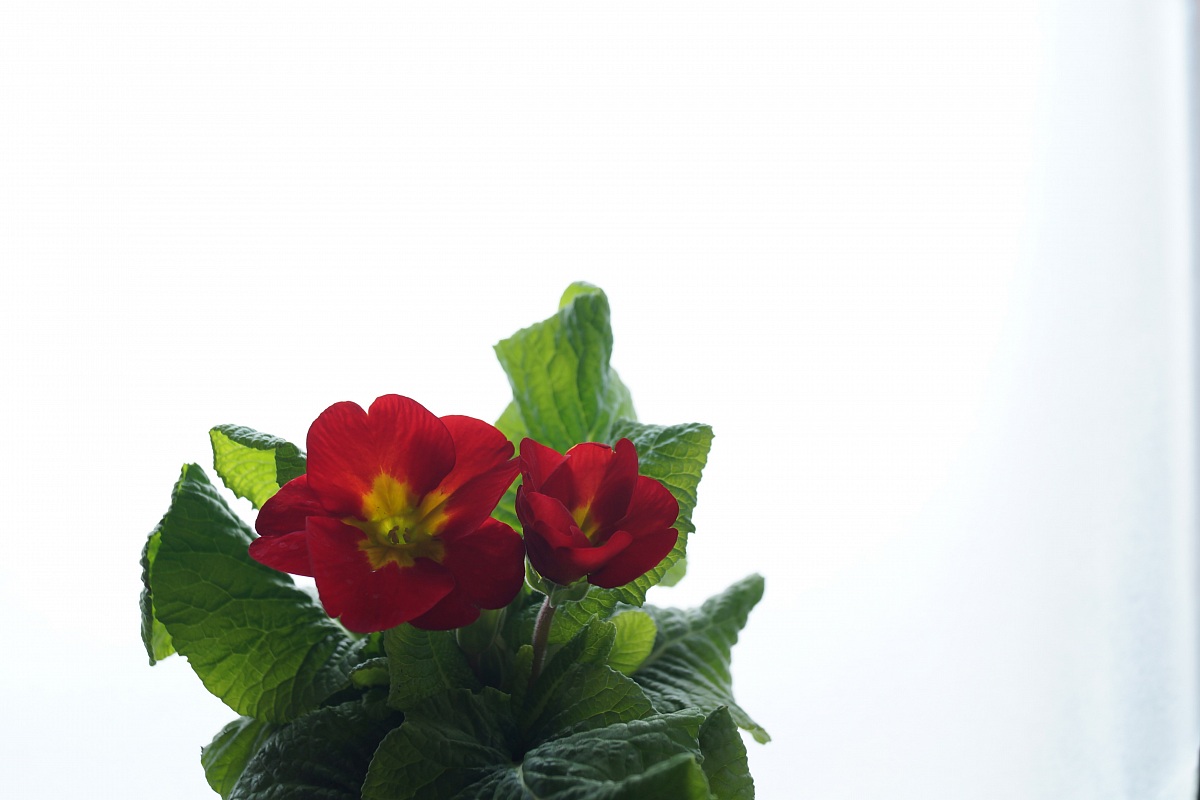 Scarlet Pimpernel (primula vulgaris)