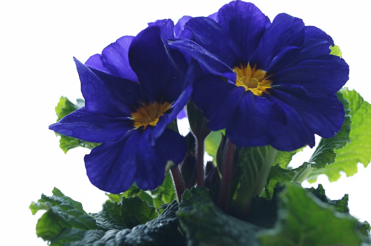 blue primrose (primula vulgaris)