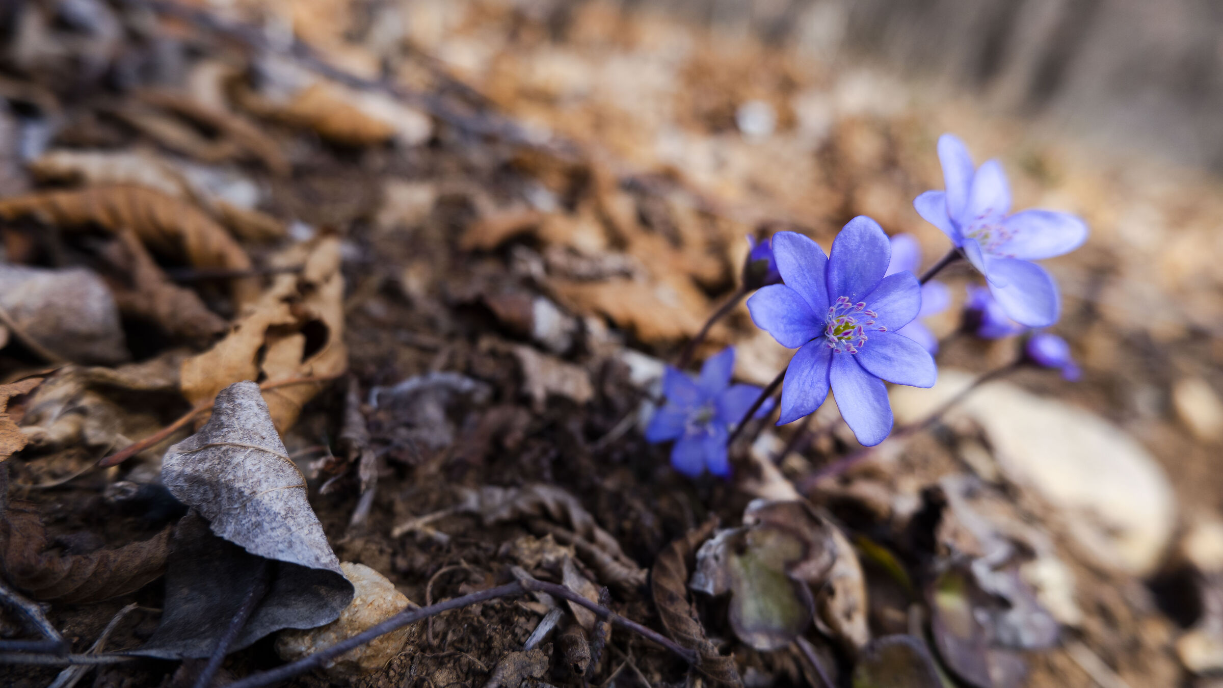 Spring air