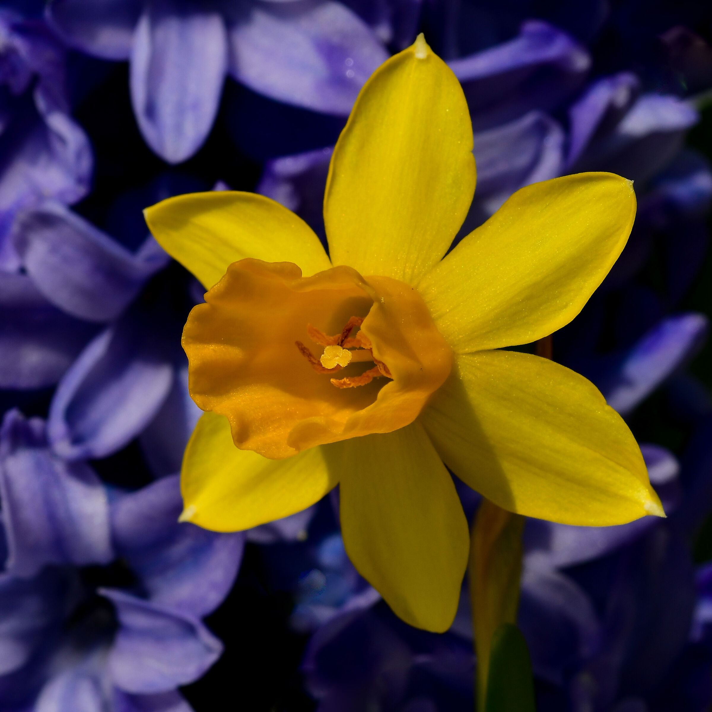 Narcissus on Hyacinth