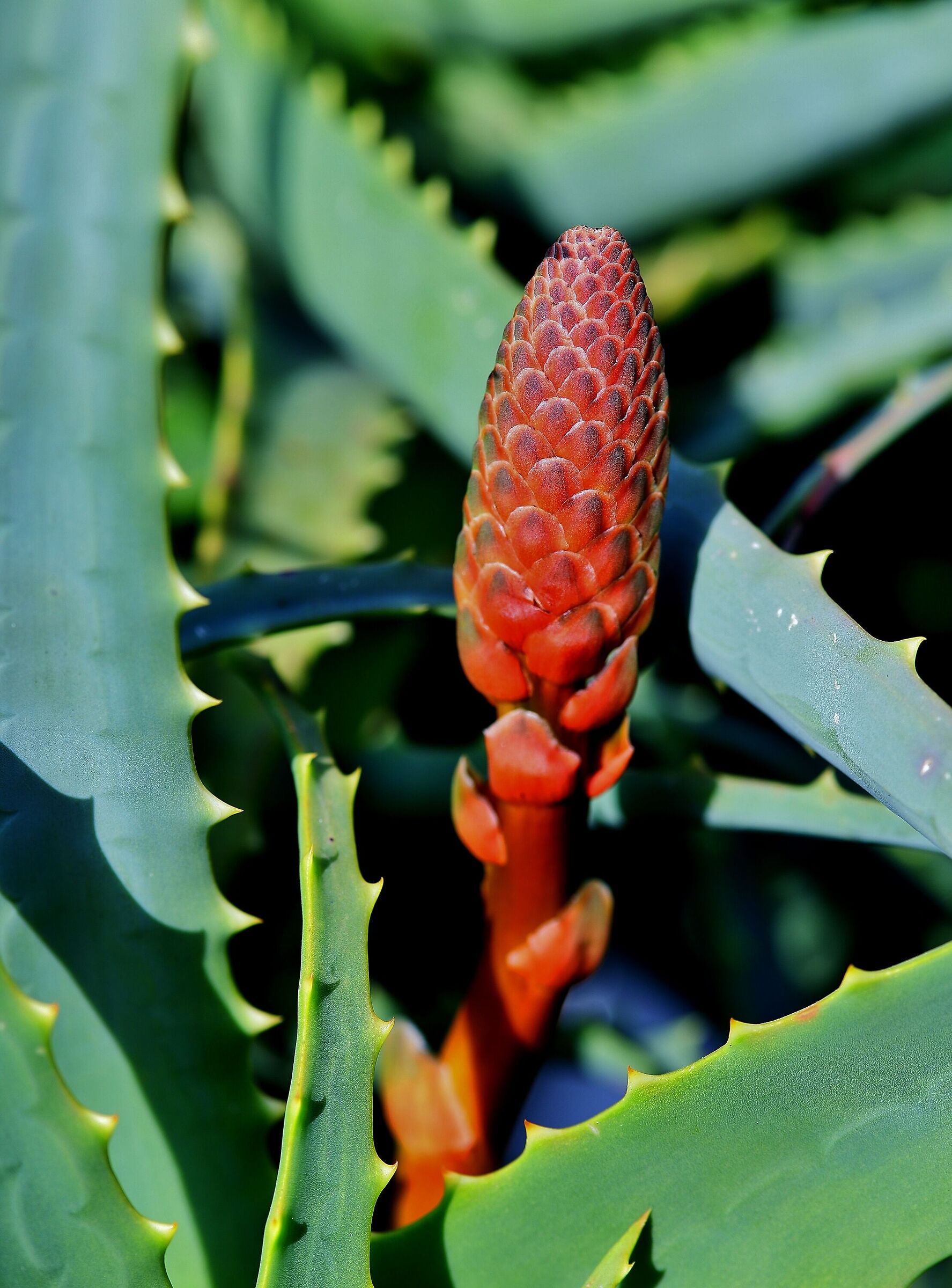 Infiorescenza di Aloe arborescens