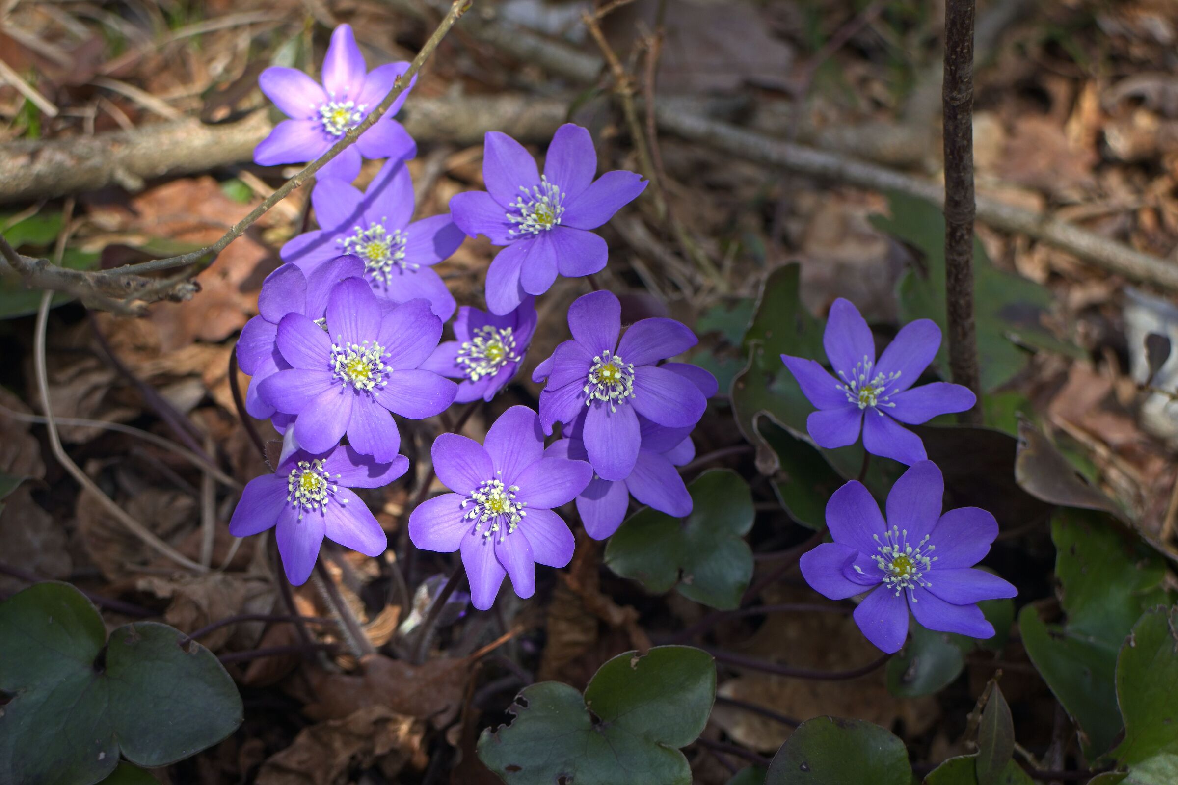 The colors of spring
