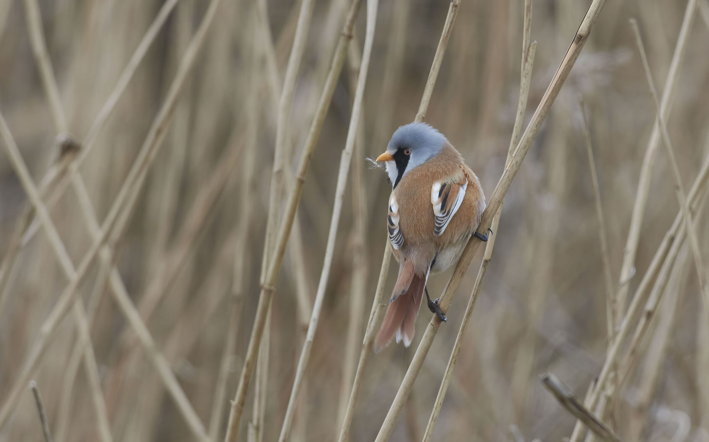 Reedling barbuto in una mattina nuvolosa