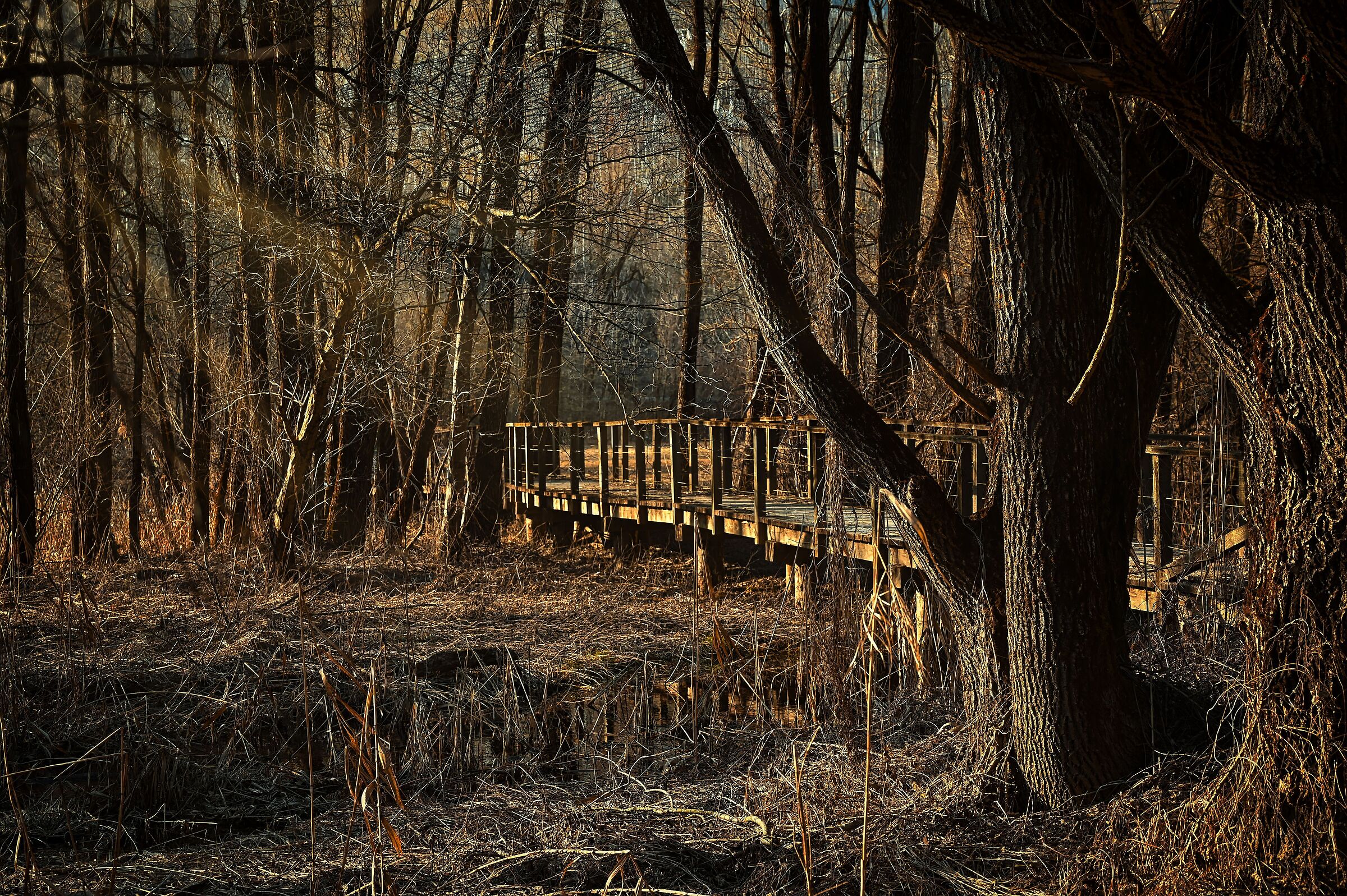 In search of animal life...