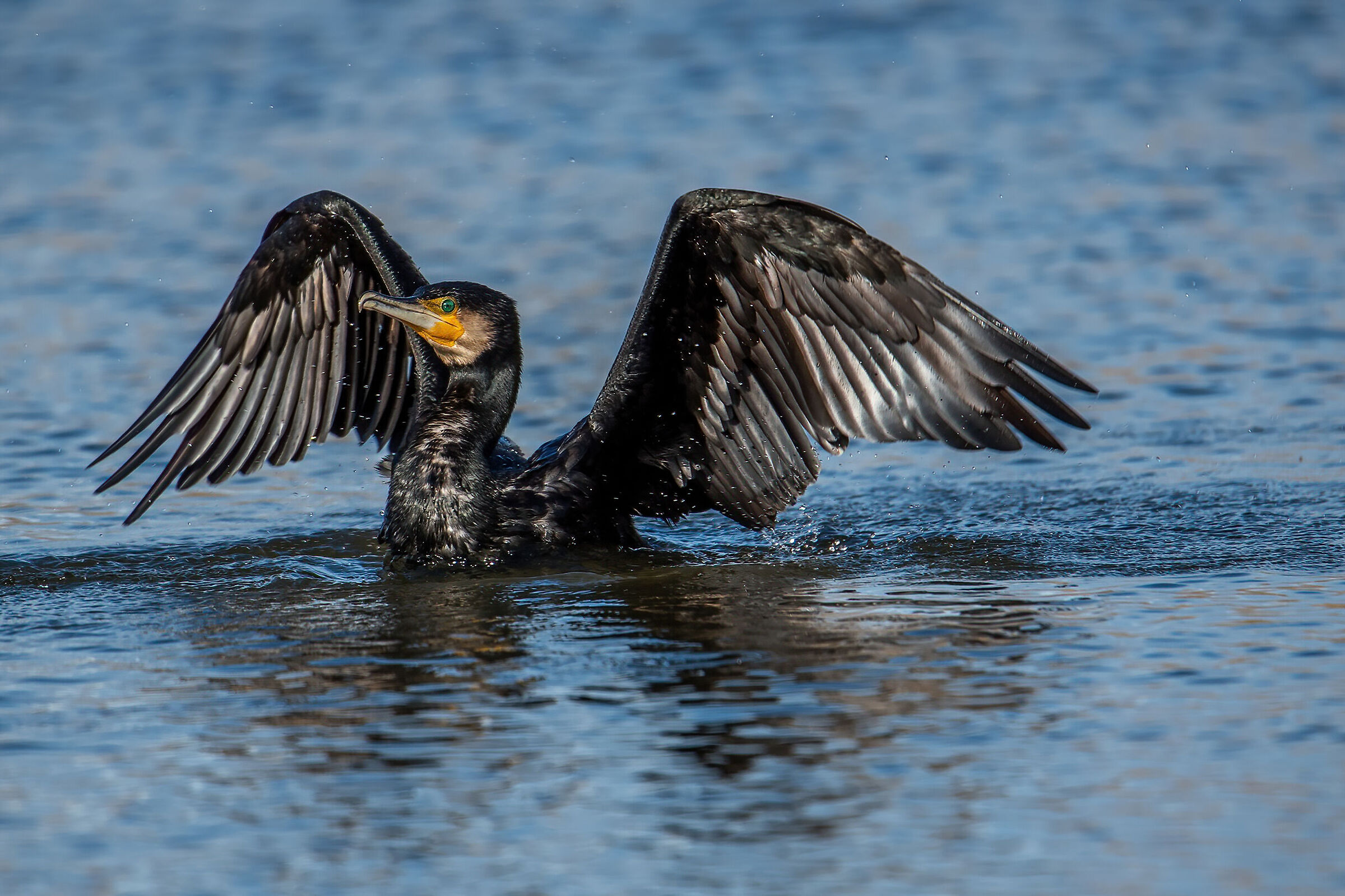 Cormorant (Phalacrocorax carbo)