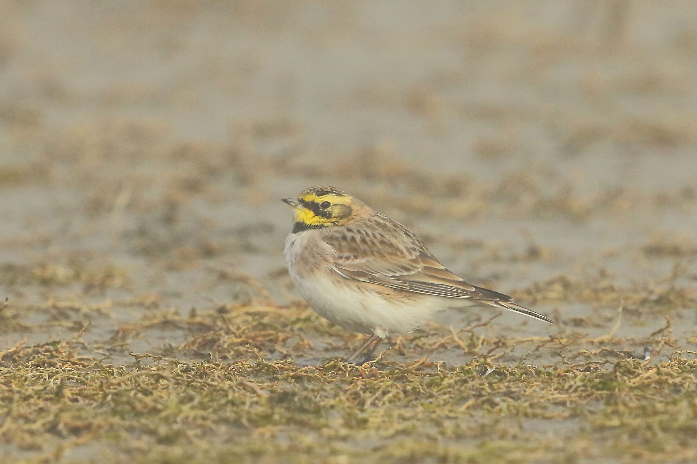 Yellow-throated Laurel