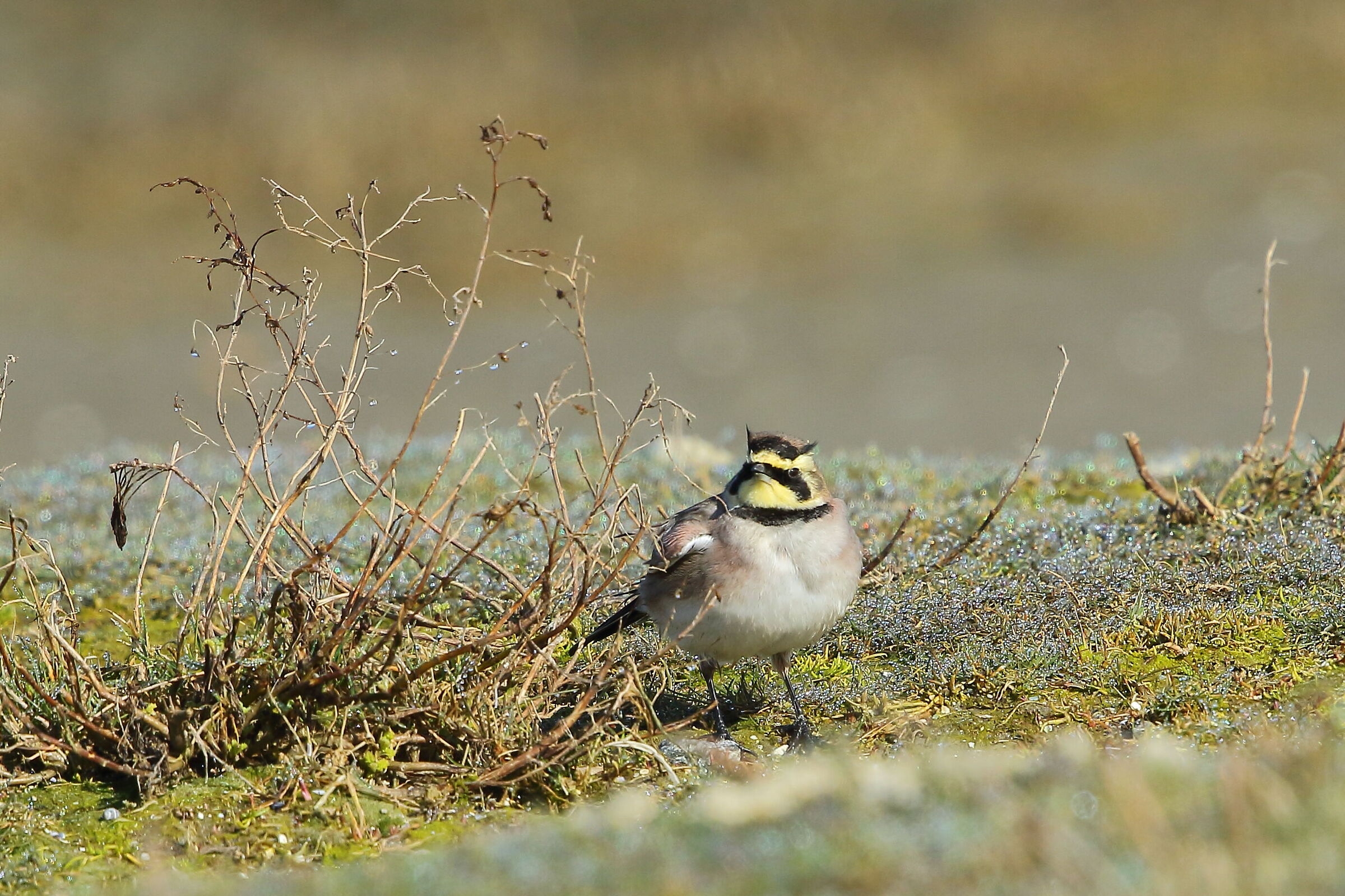 Yellow-throated Laurel