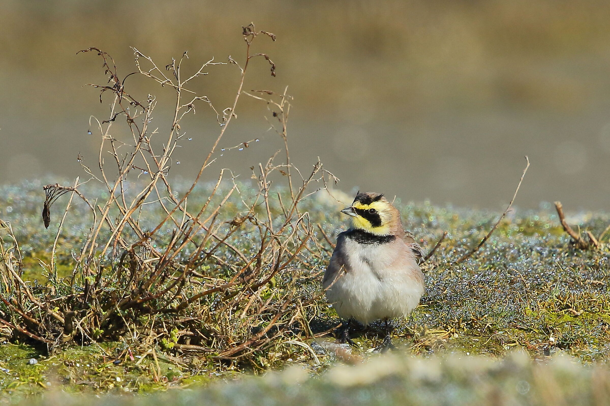 Yellow-throated Laurel
